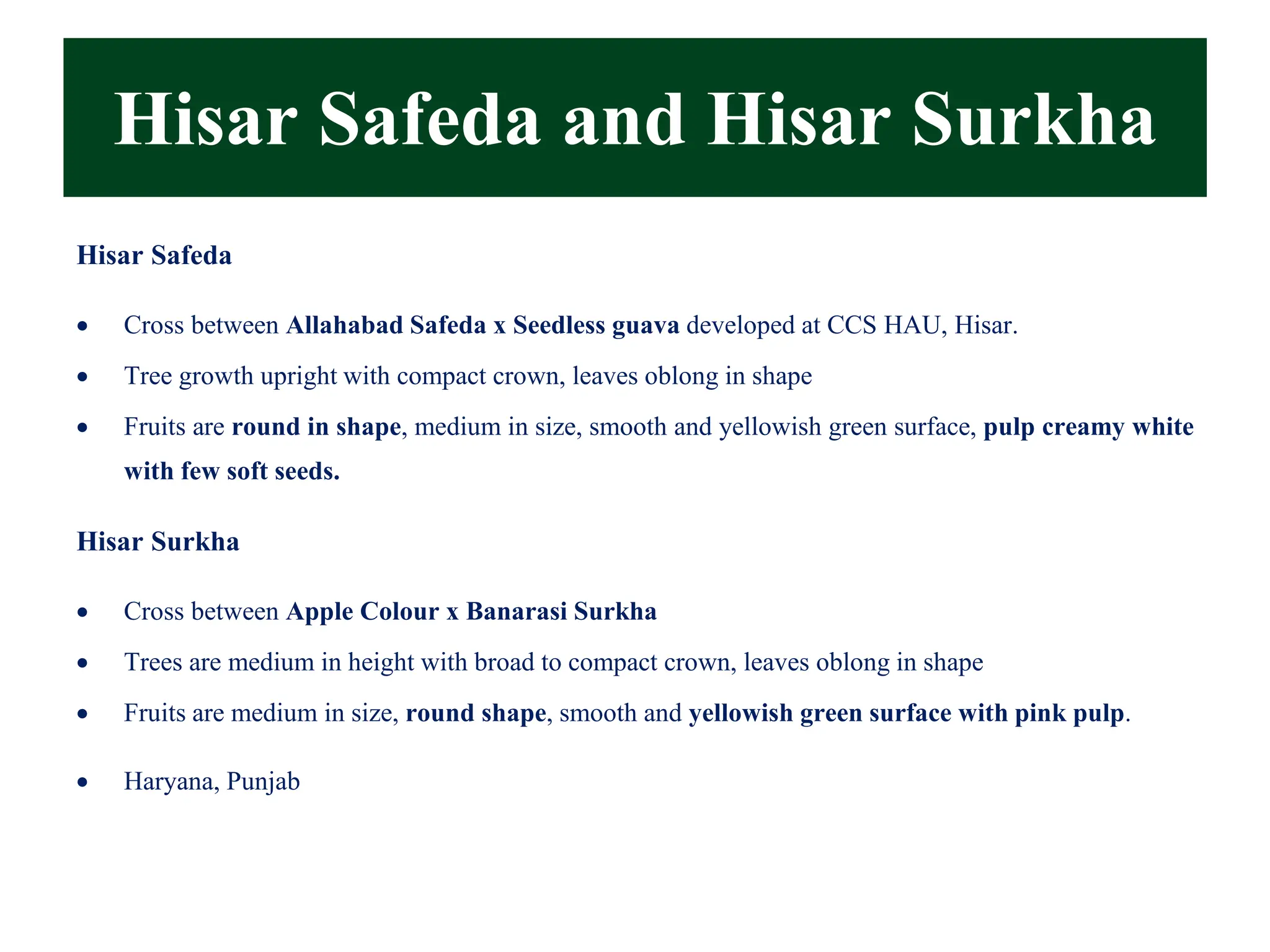 Hisar Safeda and Hisar Surkha
Hisar Safeda
• Cross between Allahabad Safeda x Seedless guava developed at CCS HAU, Hisar.
• Tree growth upright with compact crown, leaves oblong in shape
• Fruits are round in shape, medium in size, smooth and yellowish green surface, pulp creamy white
with few soft seeds.
Hisar Surkha
• Cross between Apple Colour x Banarasi Surkha
• Trees are medium in height with broad to compact crown, leaves oblong in shape
• Fruits are medium in size, round shape, smooth and yellowish green surface with pink pulp.
• Haryana, Punjab
 