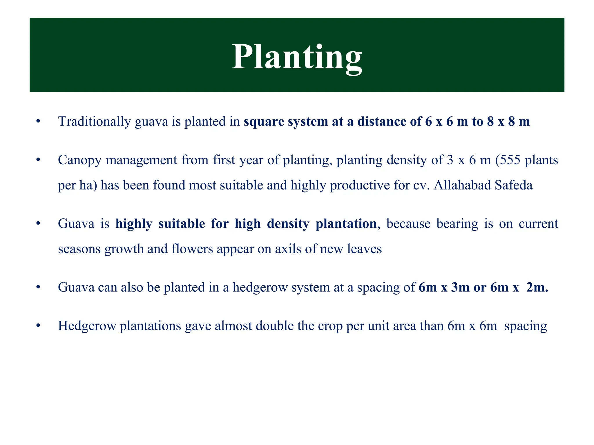 Planting
• Traditionally guava is planted in square system at a distance of 6 x 6 m to 8 x 8 m
• Canopy management from first year of planting, planting density of 3 x 6 m (555 plants
per ha) has been found most suitable and highly productive for cv. Allahabad Safeda
• Guava is highly suitable for high density plantation, because bearing is on current
seasons growth and flowers appear on axils of new leaves
• Guava can also be planted in a hedgerow system at a spacing of 6m x 3m or 6m x 2m.
• Hedgerow plantations gave almost double the crop per unit area than 6m x 6m spacing
 