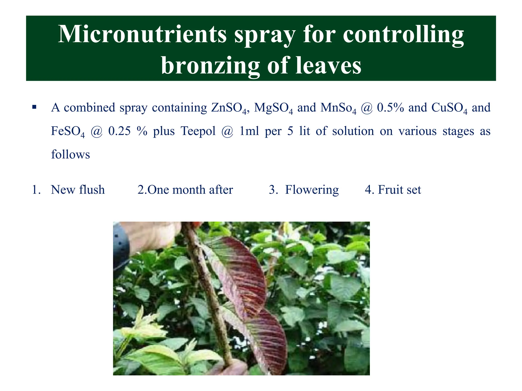 Micronutrients spray for controlling
bronzing of leaves
▪ A combined spray containing ZnSO4, MgSO4 and MnSo4 @ 0.5% and CuSO4 and
FeSO4 @ 0.25 % plus Teepol @ 1ml per 5 lit of solution on various stages as
follows
1. New flush 2.One month after 3. Flowering 4. Fruit set
 