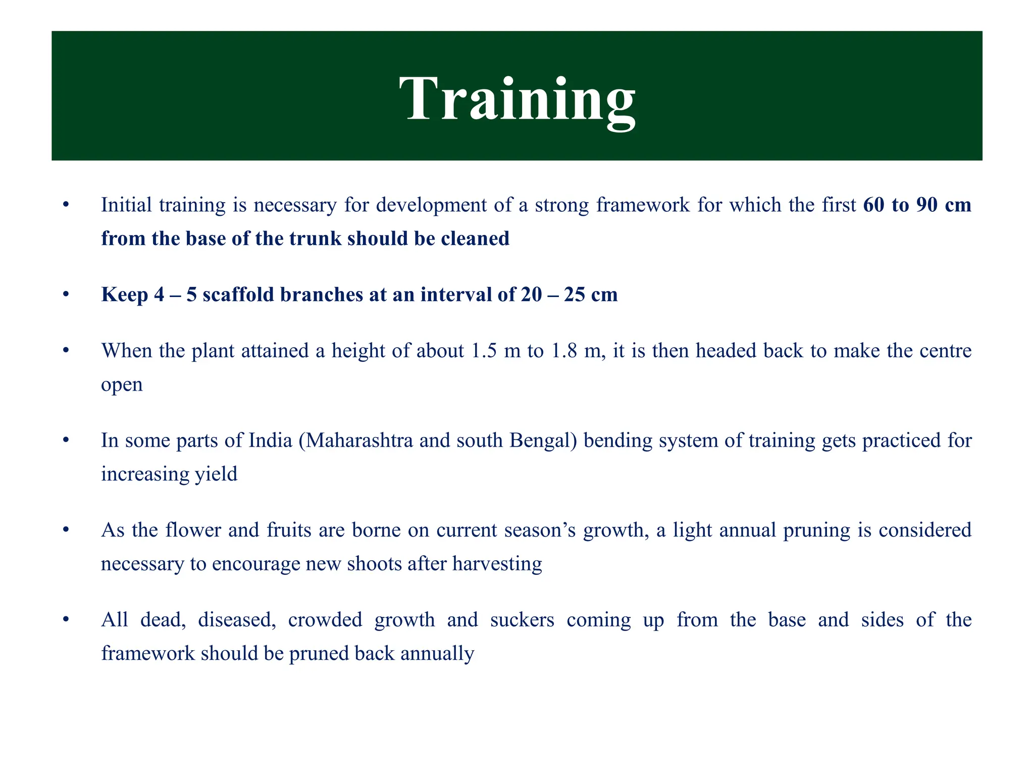 Training
• Initial training is necessary for development of a strong framework for which the first 60 to 90 cm
from the base of the trunk should be cleaned
• Keep 4 – 5 scaffold branches at an interval of 20 – 25 cm
• When the plant attained a height of about 1.5 m to 1.8 m, it is then headed back to make the centre
open
• In some parts of India (Maharashtra and south Bengal) bending system of training gets practiced for
increasing yield
• As the flower and fruits are borne on current season’s growth, a light annual pruning is considered
necessary to encourage new shoots after harvesting
• All dead, diseased, crowded growth and suckers coming up from the base and sides of the
framework should be pruned back annually
 