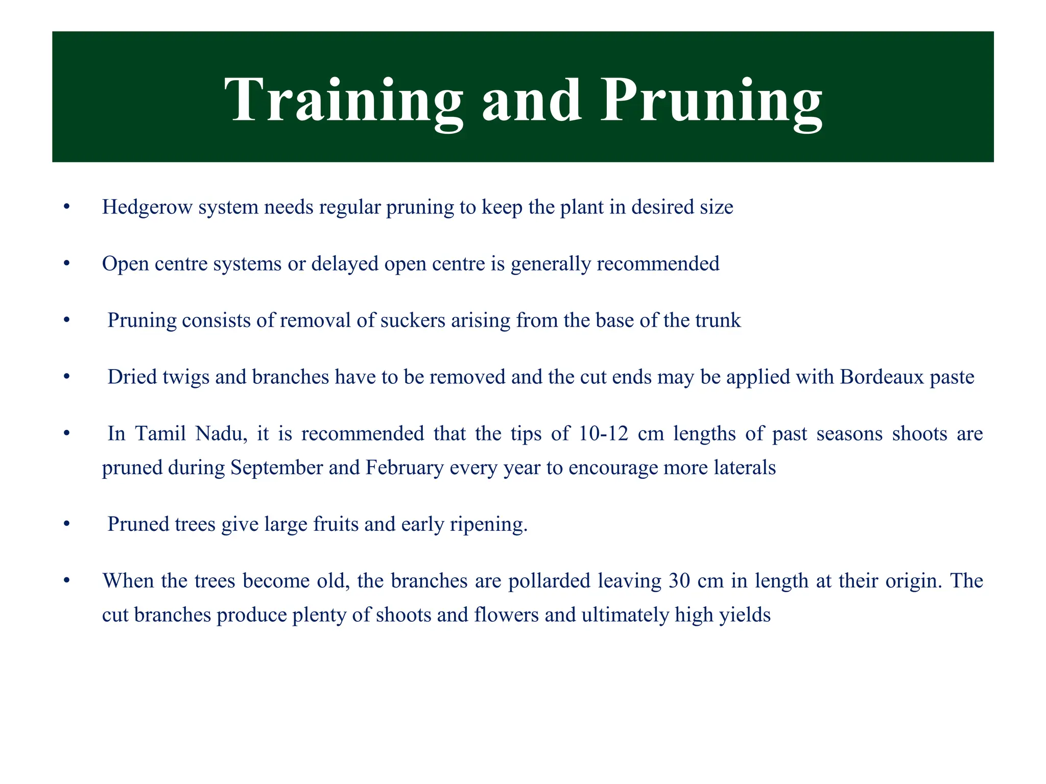 • Hedgerow system needs regular pruning to keep the plant in desired size
• Open centre systems or delayed open centre is generally recommended
• Pruning consists of removal of suckers arising from the base of the trunk
• Dried twigs and branches have to be removed and the cut ends may be applied with Bordeaux paste
• In Tamil Nadu, it is recommended that the tips of 10-12 cm lengths of past seasons shoots are
pruned during September and February every year to encourage more laterals
• Pruned trees give large fruits and early ripening.
• When the trees become old, the branches are pollarded leaving 30 cm in length at their origin. The
cut branches produce plenty of shoots and flowers and ultimately high yields
Training and Pruning
 