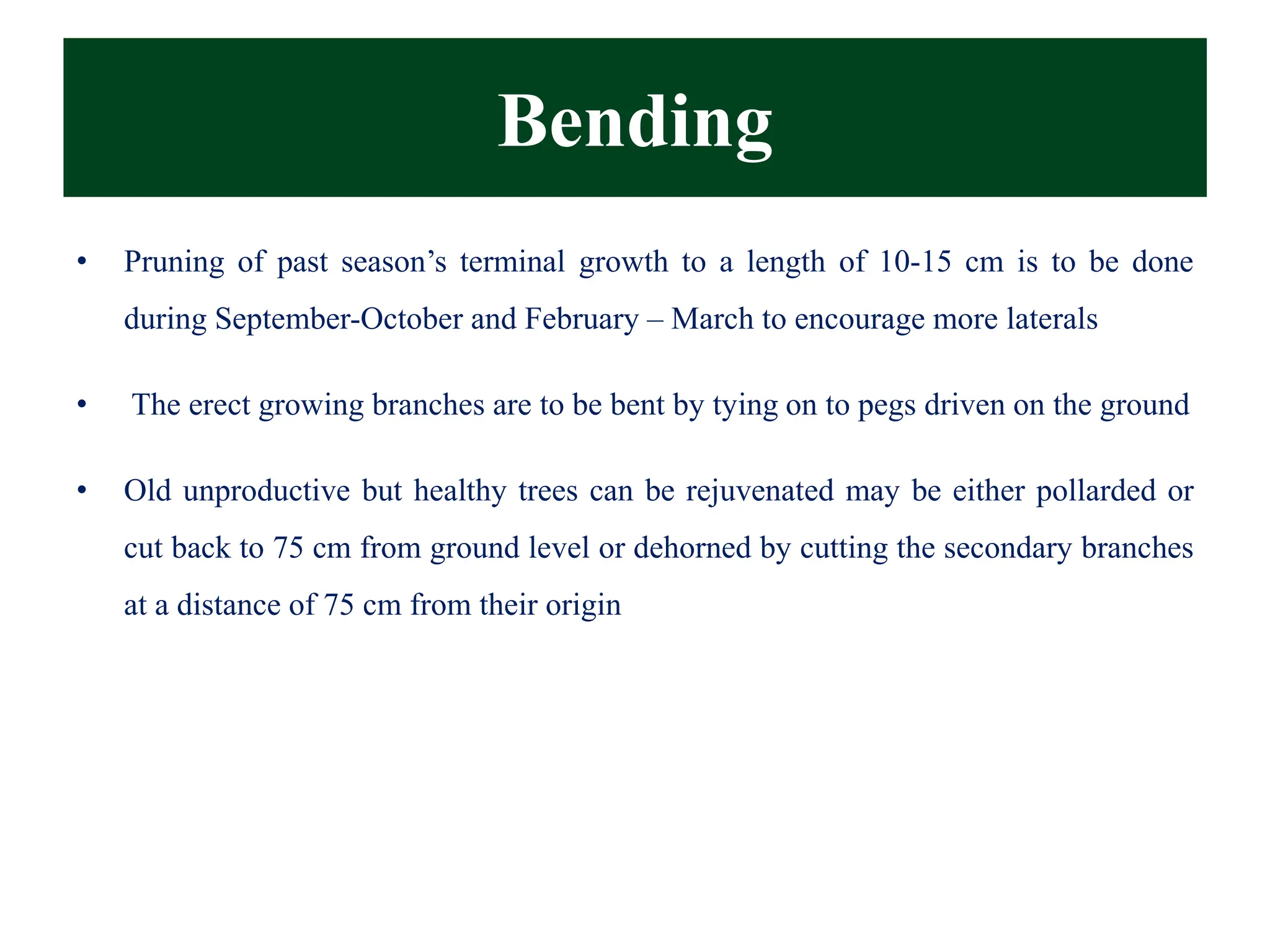 Bending
• Pruning of past season’s terminal growth to a length of 10-15 cm is to be done
during September-October and February – March to encourage more laterals
• The erect growing branches are to be bent by tying on to pegs driven on the ground
• Old unproductive but healthy trees can be rejuvenated may be either pollarded or
cut back to 75 cm from ground level or dehorned by cutting the secondary branches
at a distance of 75 cm from their origin
 