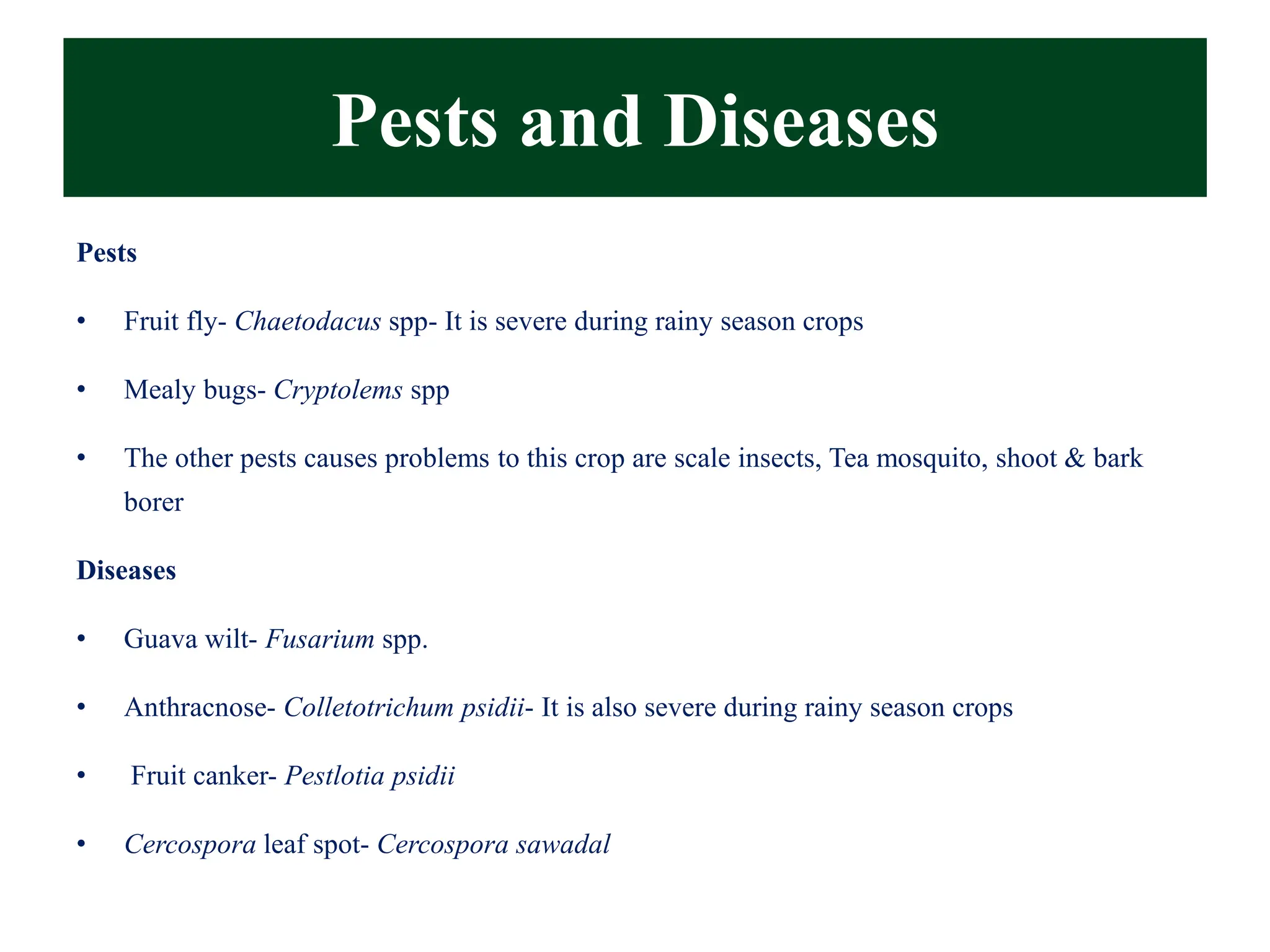 Pests and Diseases
Pests
• Fruit fly- Chaetodacus spp- It is severe during rainy season crops
• Mealy bugs- Cryptolems spp
• The other pests causes problems to this crop are scale insects, Tea mosquito, shoot & bark
borer
Diseases
• Guava wilt- Fusarium spp.
• Anthracnose- Colletotrichum psidii- It is also severe during rainy season crops
• Fruit canker- Pestlotia psidii
• Cercospora leaf spot- Cercospora sawadal
 