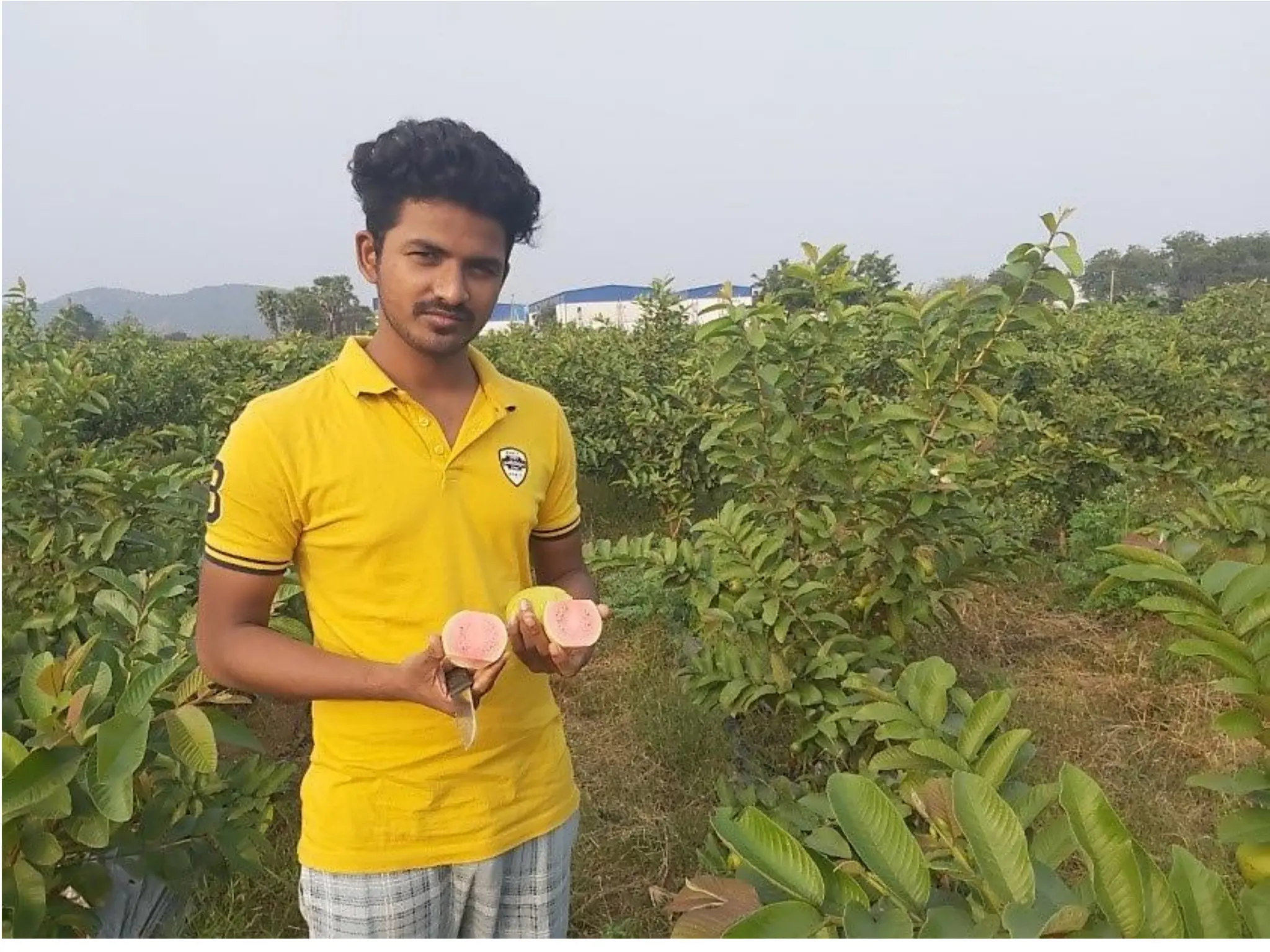 Advances in Production Technology of Guava.pdf
