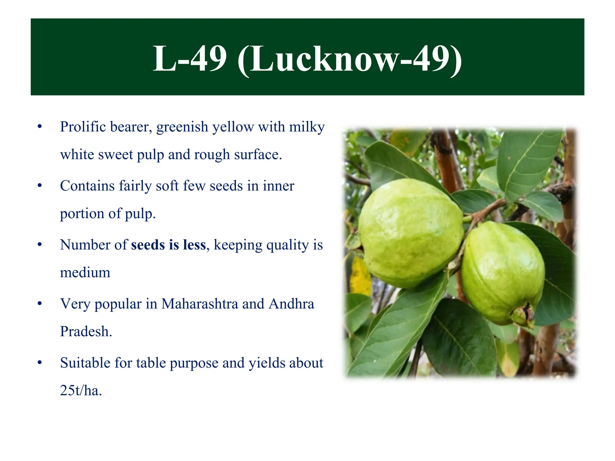 L-49 (Lucknow-49)
• Prolific bearer, greenish yellow with milky
white sweet pulp and rough surface.
• Contains fairly soft few seeds in inner
portion of pulp.
• Number of seeds is less, keeping quality is
medium
• Very popular in Maharashtra and Andhra
Pradesh.
• Suitable for table purpose and yields about
25t/ha.
 