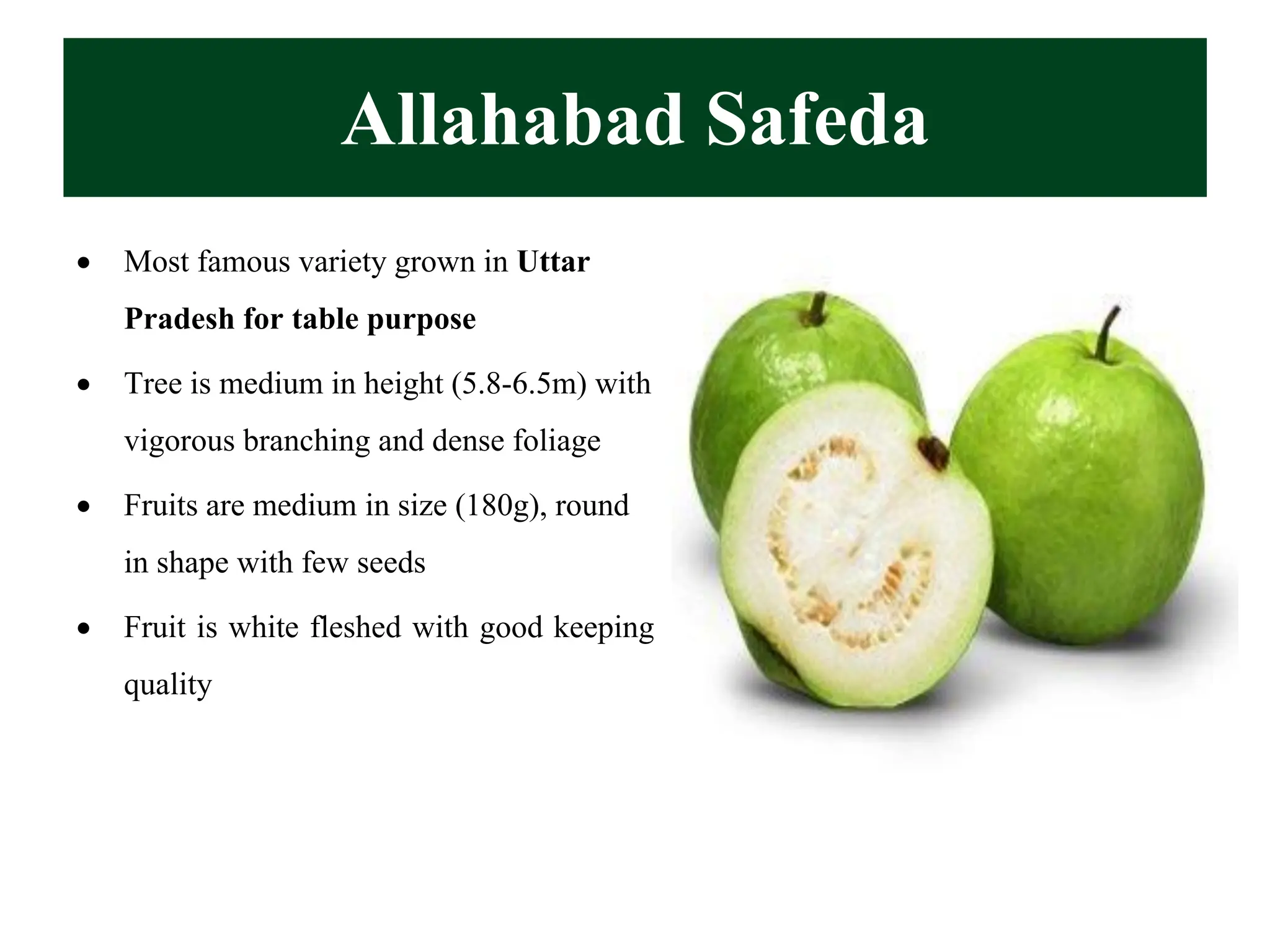 Allahabad Safeda
• Most famous variety grown in Uttar
Pradesh for table purpose
• Tree is medium in height (5.8-6.5m) with
vigorous branching and dense foliage
• Fruits are medium in size (180g), round
in shape with few seeds
• Fruit is white fleshed with good keeping
quality
 