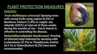 Comprehensive Guide to Jackfruit Production Technology and Cultivation ...