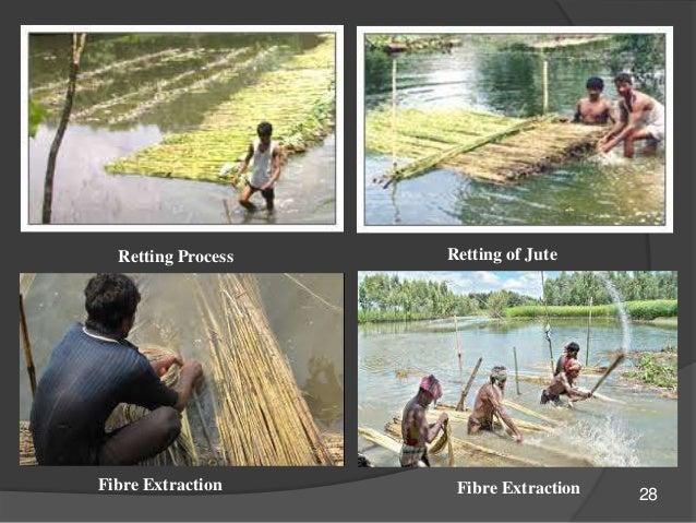 Retting Process Retting of Jute
Fibre Extraction Fibre Extraction 28
 