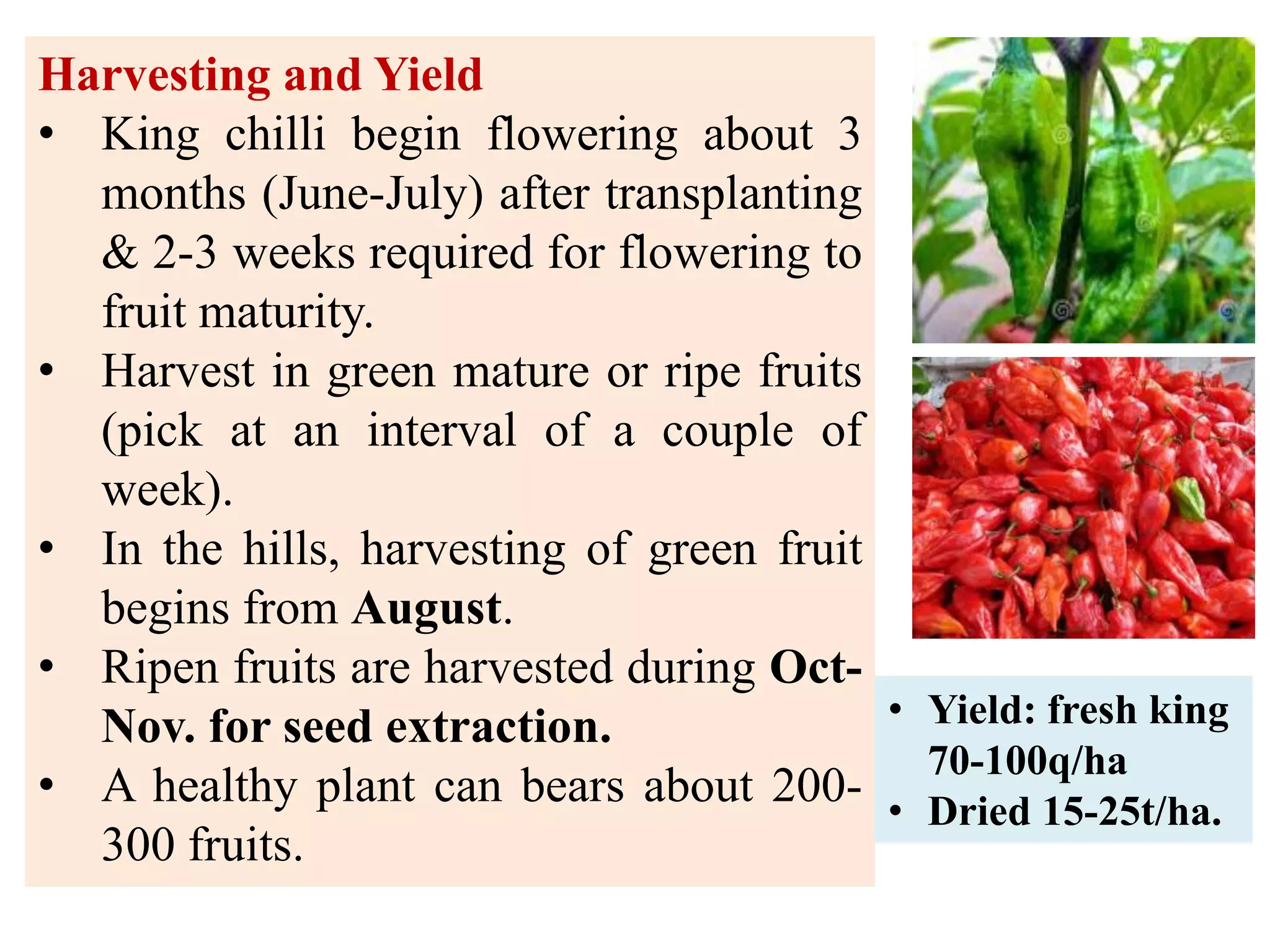 Chilli Production Guide.pdf Production technology of king chilli by dr. ps. mariam anal | PDF