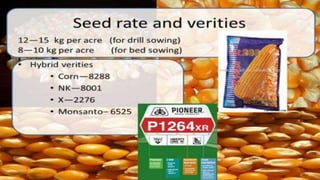 production Technology of Maize.pptx