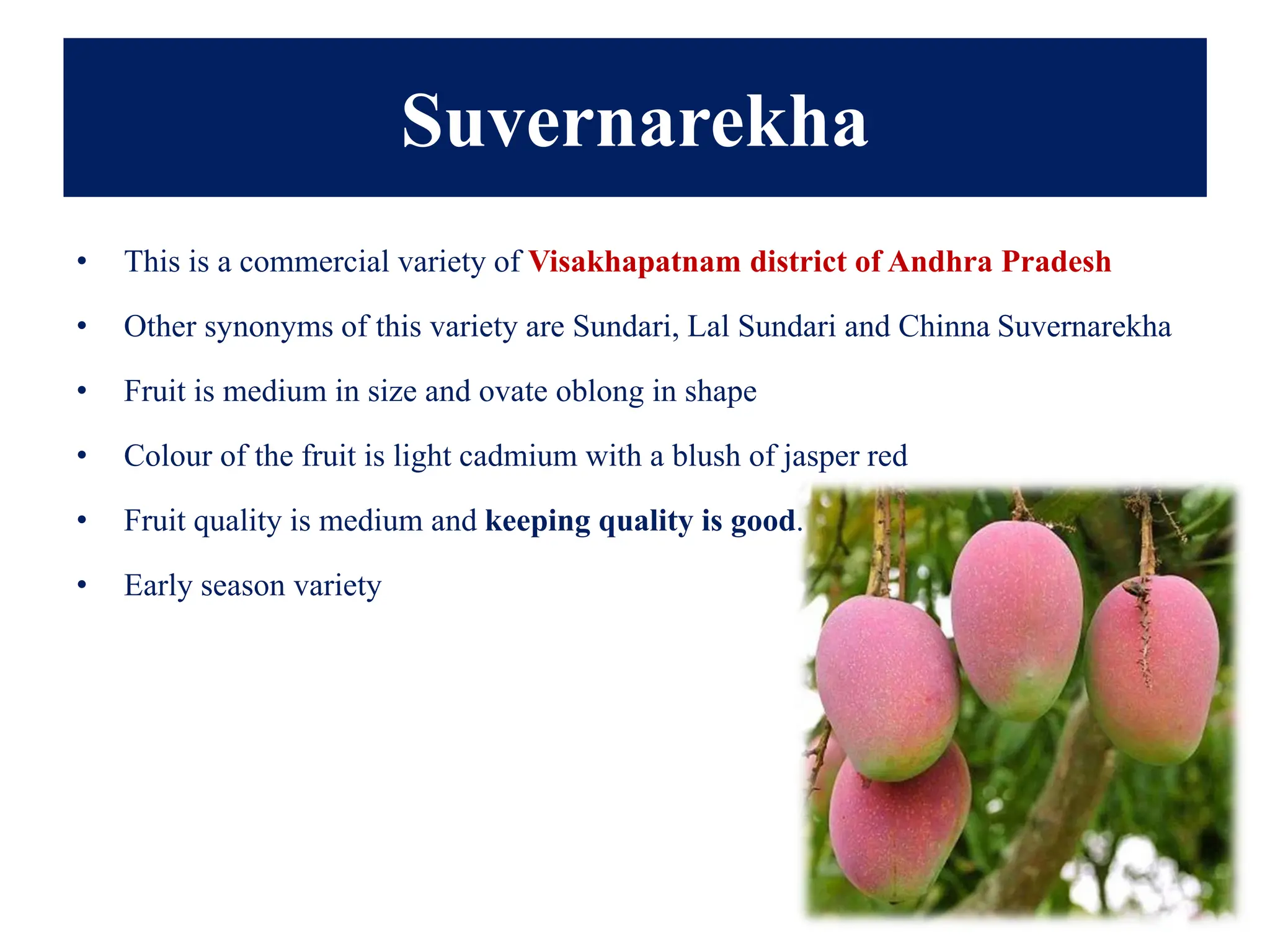 Suvernarekha
• This is a commercial variety of Visakhapatnam district of Andhra Pradesh
• Other synonyms of this variety are Sundari, Lal Sundari and Chinna Suvernarekha
• Fruit is medium in size and ovate oblong in shape
• Colour of the fruit is light cadmium with a blush of jasper red
• Fruit quality is medium and keeping quality is good.
• Early season variety
 