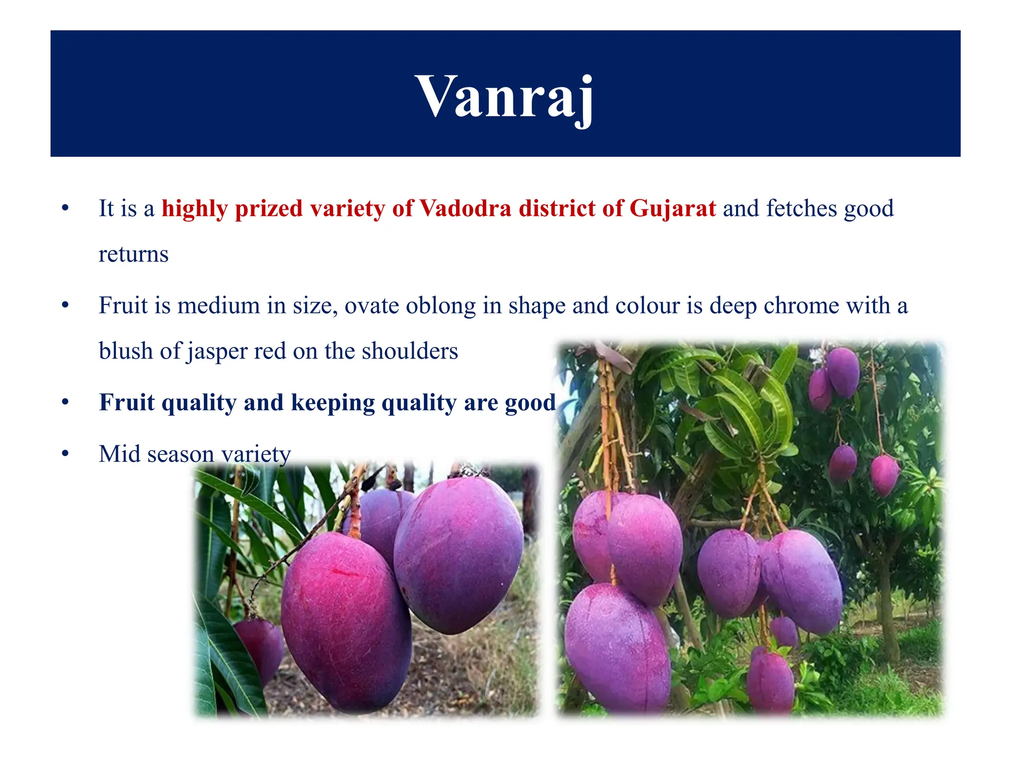 Vanraj
• It is a highly prized variety of Vadodra district of Gujarat and fetches good
returns
• Fruit is medium in size, ovate oblong in shape and colour is deep chrome with a
blush of jasper red on the shoulders
• Fruit quality and keeping quality are good
• Mid season variety
 