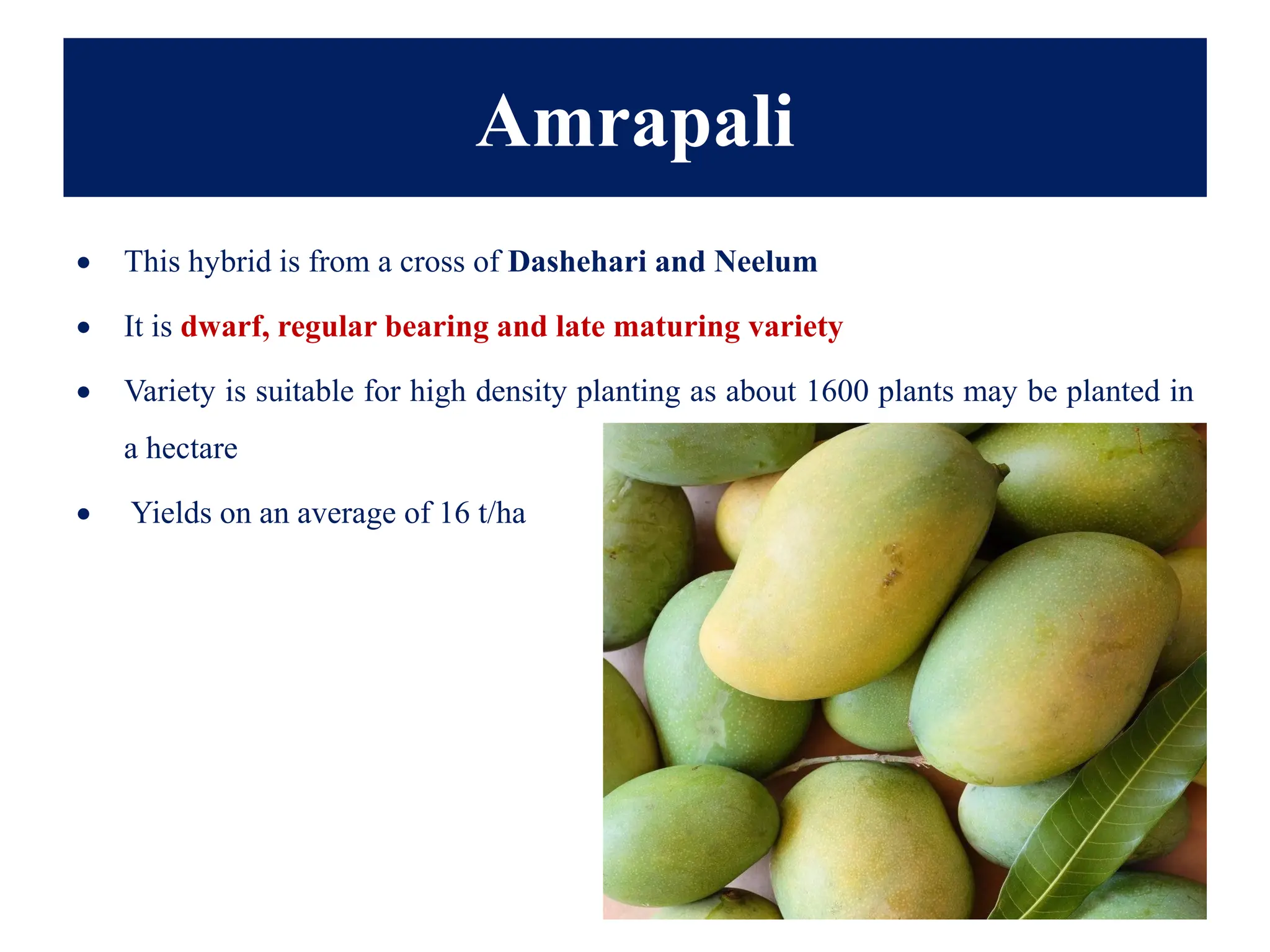 Amrapali
• This hybrid is from a cross of Dashehari and Neelum
• It is dwarf, regular bearing and late maturing variety
• Variety is suitable for high density planting as about 1600 plants may be planted in
a hectare
• Yields on an average of 16 t/ha
 