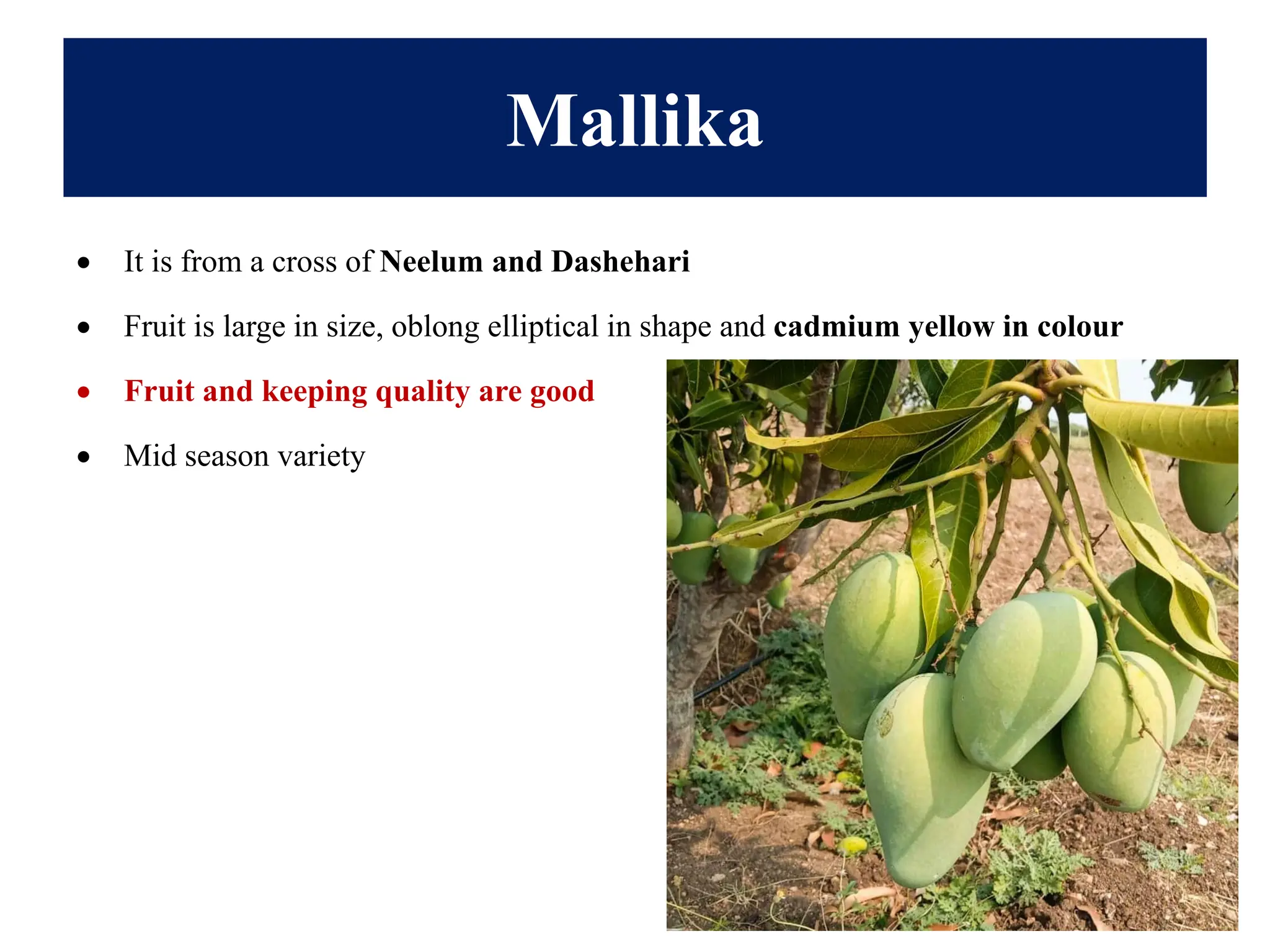 Mallika
• It is from a cross of Neelum and Dashehari
• Fruit is large in size, oblong elliptical in shape and cadmium yellow in colour
• Fruit and keeping quality are good
• Mid season variety
 