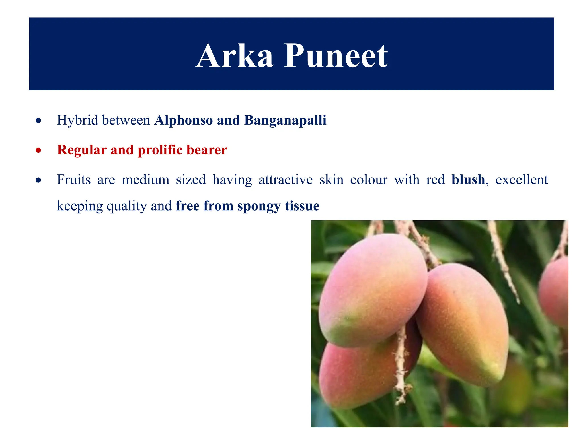 Arka Puneet
• Hybrid between Alphonso and Banganapalli
• Regular and prolific bearer
• Fruits are medium sized having attractive skin colour with red blush, excellent
keeping quality and free from spongy tissue
 