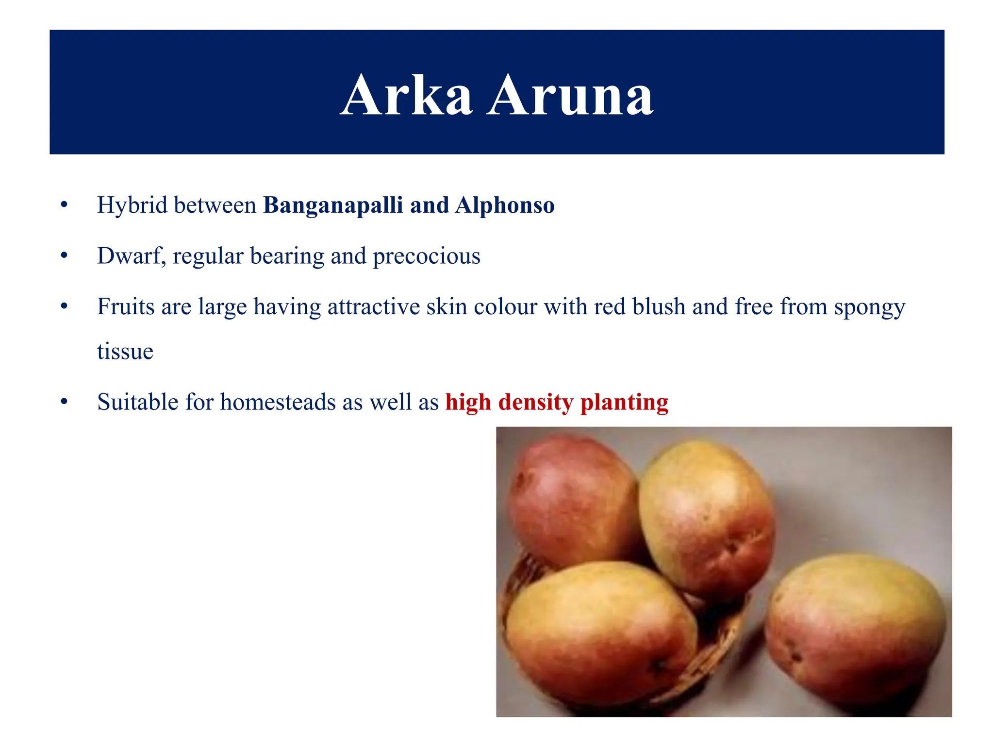 Arka Aruna
• Hybrid between Banganapalli and Alphonso
• Dwarf, regular bearing and precocious
• Fruits are large having attractive skin colour with red blush and free from spongy
tissue
• Suitable for homesteads as well as high density planting
 