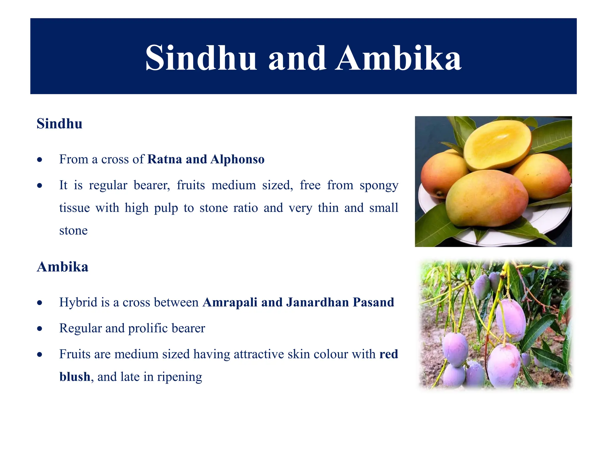 Sindhu and Ambika
Sindhu
• From a cross of Ratna and Alphonso
• It is regular bearer, fruits medium sized, free from spongy
tissue with high pulp to stone ratio and very thin and small
stone
Ambika
• Hybrid is a cross between Amrapali and Janardhan Pasand
• Regular and prolific bearer
• Fruits are medium sized having attractive skin colour with red
blush, and late in ripening
 