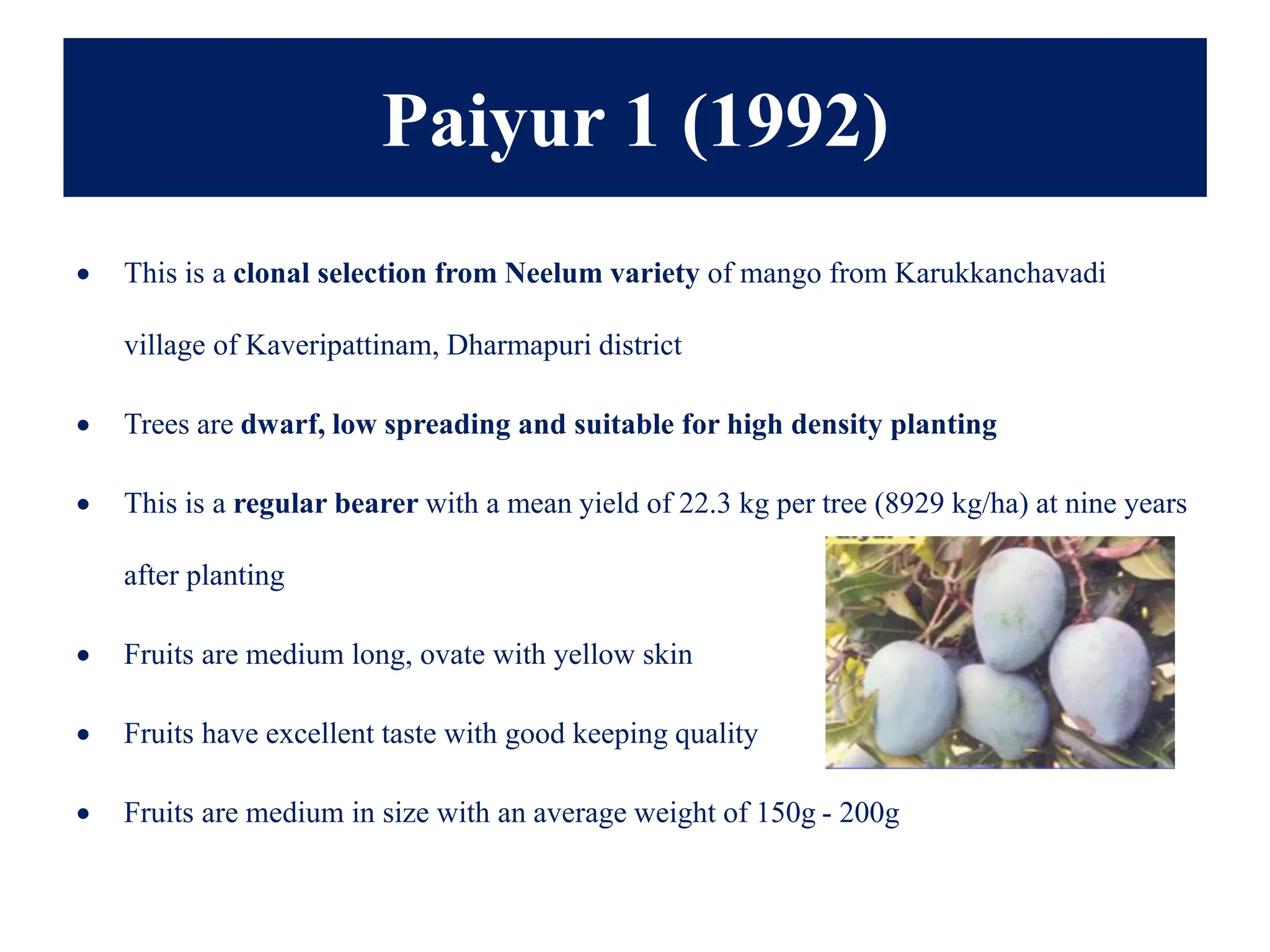 Paiyur 1 (1992)
• This is a clonal selection from Neelum variety of mango from Karukkanchavadi
village of Kaveripattinam, Dharmapuri district
• Trees are dwarf, low spreading and suitable for high density planting
• This is a regular bearer with a mean yield of 22.3 kg per tree (8929 kg/ha) at nine years
after planting
• Fruits are medium long, ovate with yellow skin
• Fruits have excellent taste with good keeping quality
• Fruits are medium in size with an average weight of 150g - 200g
 