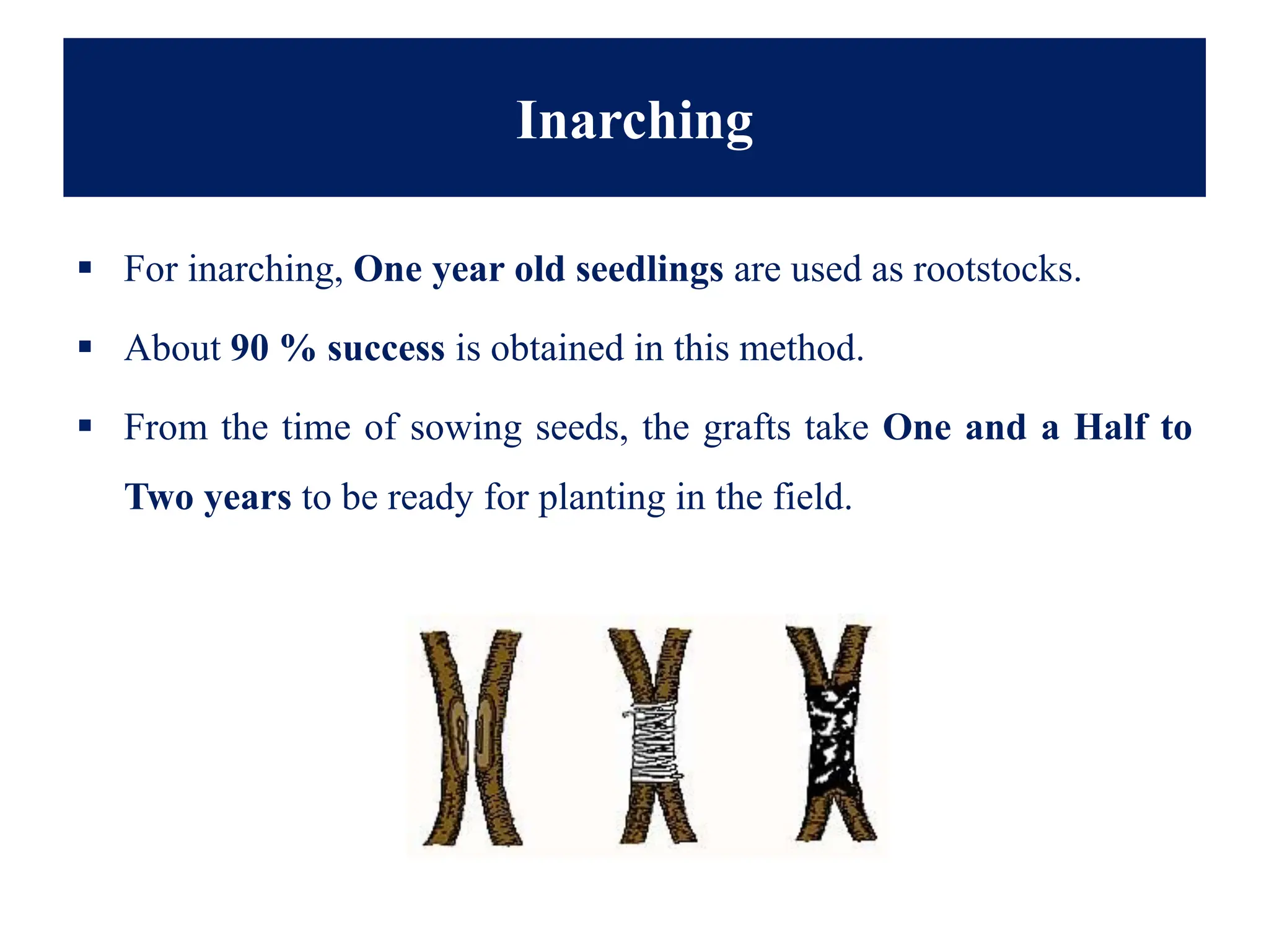 Inarching
▪ For inarching, One year old seedlings are used as rootstocks.
▪ About 90 % success is obtained in this method.
▪ From the time of sowing seeds, the grafts take One and a Half to
Two years to be ready for planting in the field.
 