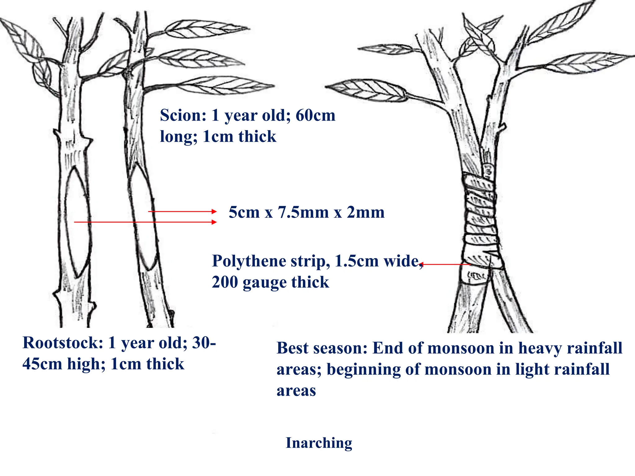 Rootstock: 1 year old; 30-
45cm high; 1cm thick
Scion: 1 year old; 60cm
long; 1cm thick
5cm x 7.5mm x 2mm
Polythene strip, 1.5cm wide,
200 gauge thick
Best season: End of monsoon in heavy rainfall
areas; beginning of monsoon in light rainfall
areas
Inarching
 