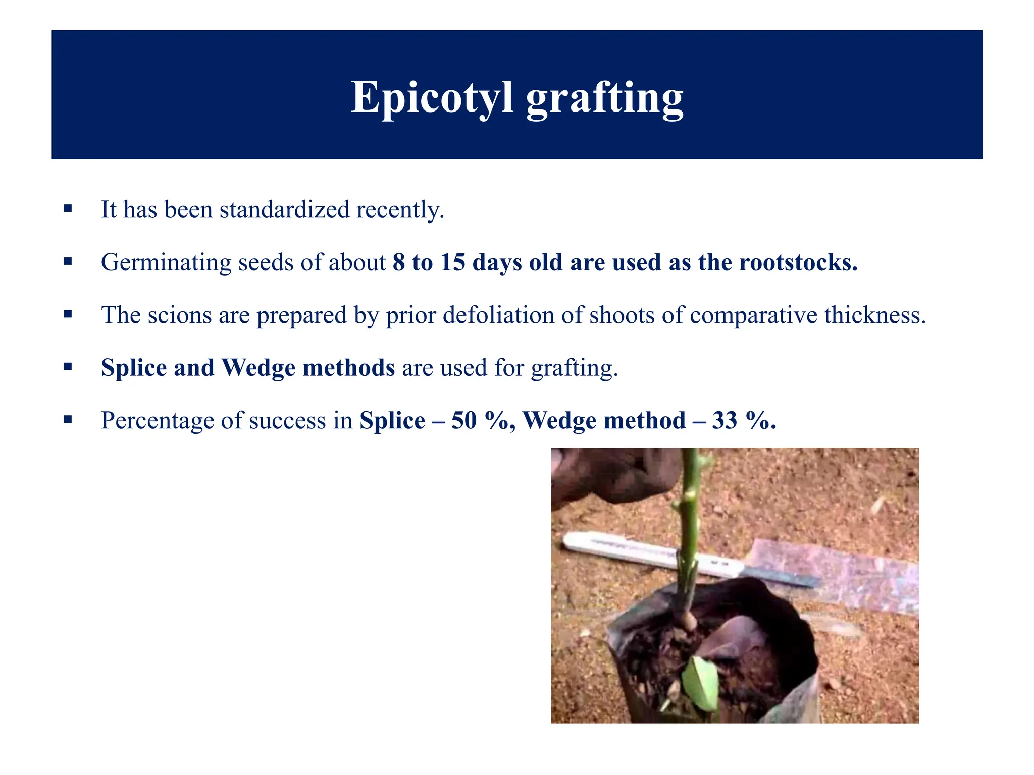 Epicotyl grafting
▪ It has been standardized recently.
▪ Germinating seeds of about 8 to 15 days old are used as the rootstocks.
▪ The scions are prepared by prior defoliation of shoots of comparative thickness.
▪ Splice and Wedge methods are used for grafting.
▪ Percentage of success in Splice – 50 %, Wedge method – 33 %.
 