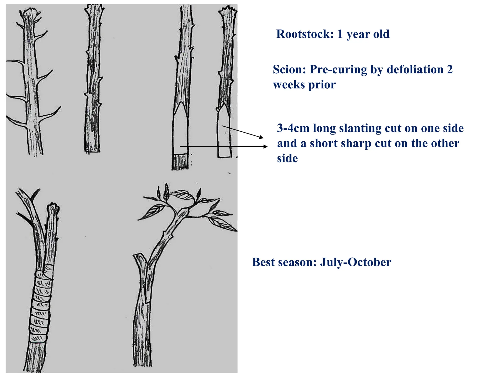 Rootstock: 1 year old
Scion: Pre-curing by defoliation 2
weeks prior
3-4cm long slanting cut on one side
and a short sharp cut on the other
side
Best season: July-October
 