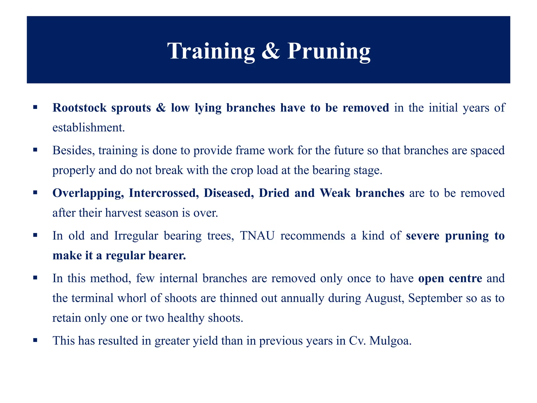 Training & Pruning
▪ Rootstock sprouts & low lying branches have to be removed in the initial years of
establishment.
▪ Besides, training is done to provide frame work for the future so that branches are spaced
properly and do not break with the crop load at the bearing stage.
▪ Overlapping, Intercrossed, Diseased, Dried and Weak branches are to be removed
after their harvest season is over.
▪ In old and Irregular bearing trees, TNAU recommends a kind of severe pruning to
make it a regular bearer.
▪ In this method, few internal branches are removed only once to have open centre and
the terminal whorl of shoots are thinned out annually during August, September so as to
retain only one or two healthy shoots.
▪ This has resulted in greater yield than in previous years in Cv. Mulgoa.
 