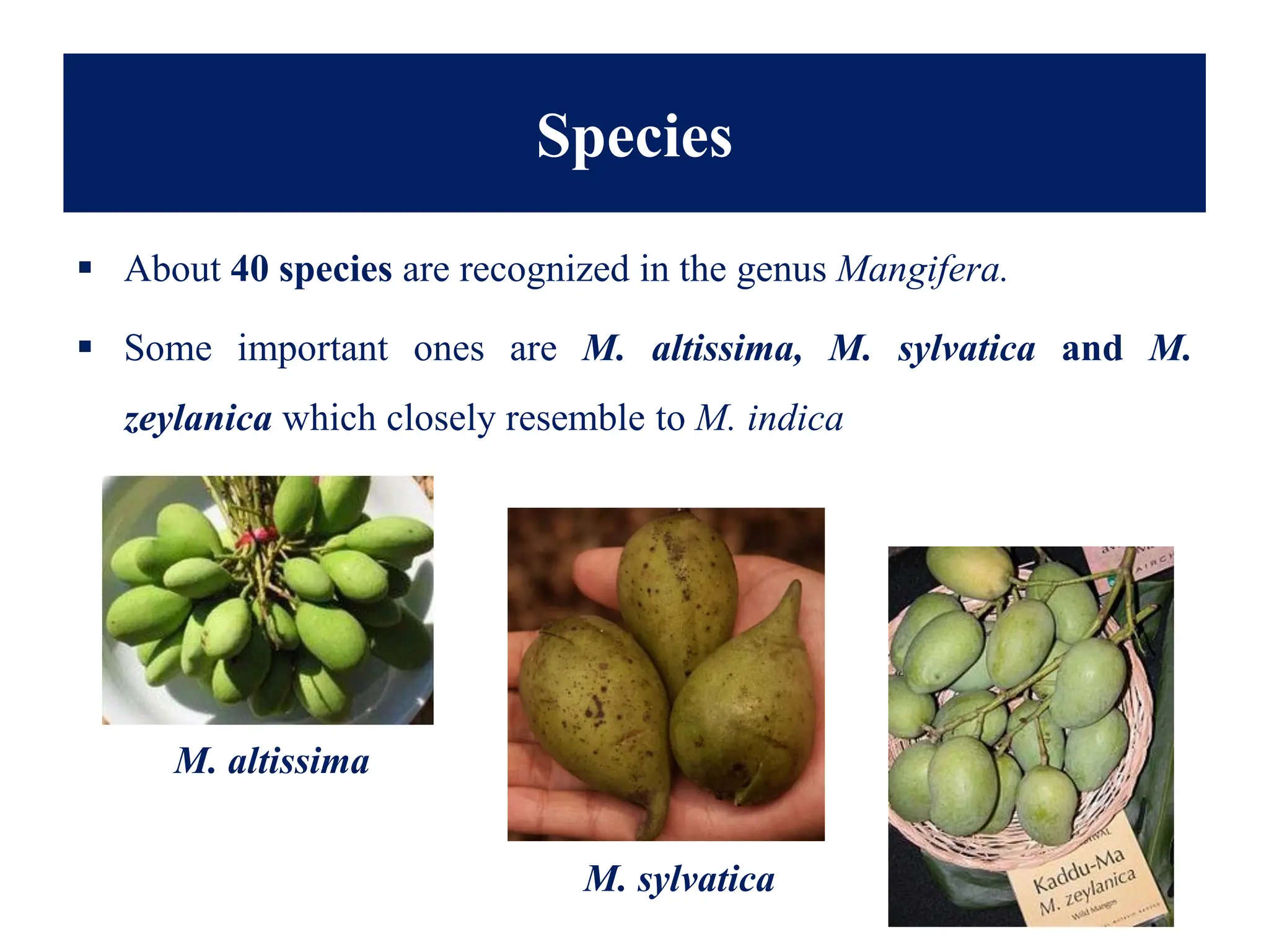 ▪ About 40 species are recognized in the genus Mangifera.
▪ Some important ones are M. altissima, M. sylvatica and M.
zeylanica which closely resemble to M. indica
M. altissima
M. sylvatica
Species
 