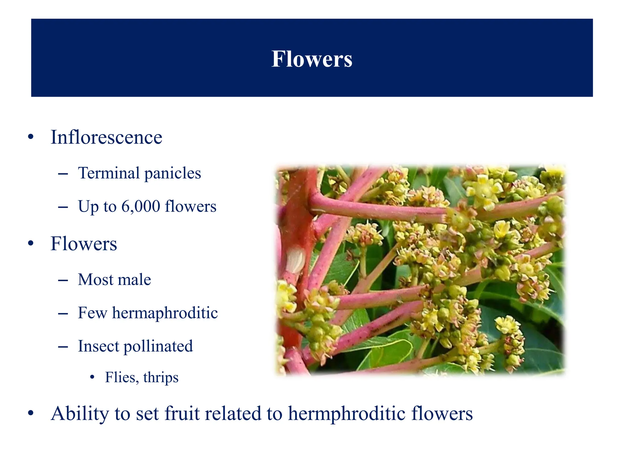 Flowers
• Inflorescence
– Terminal panicles
– Up to 6,000 flowers
• Flowers
– Most male
– Few hermaphroditic
– Insect pollinated
• Flies, thrips
• Ability to set fruit related to hermphroditic flowers
 