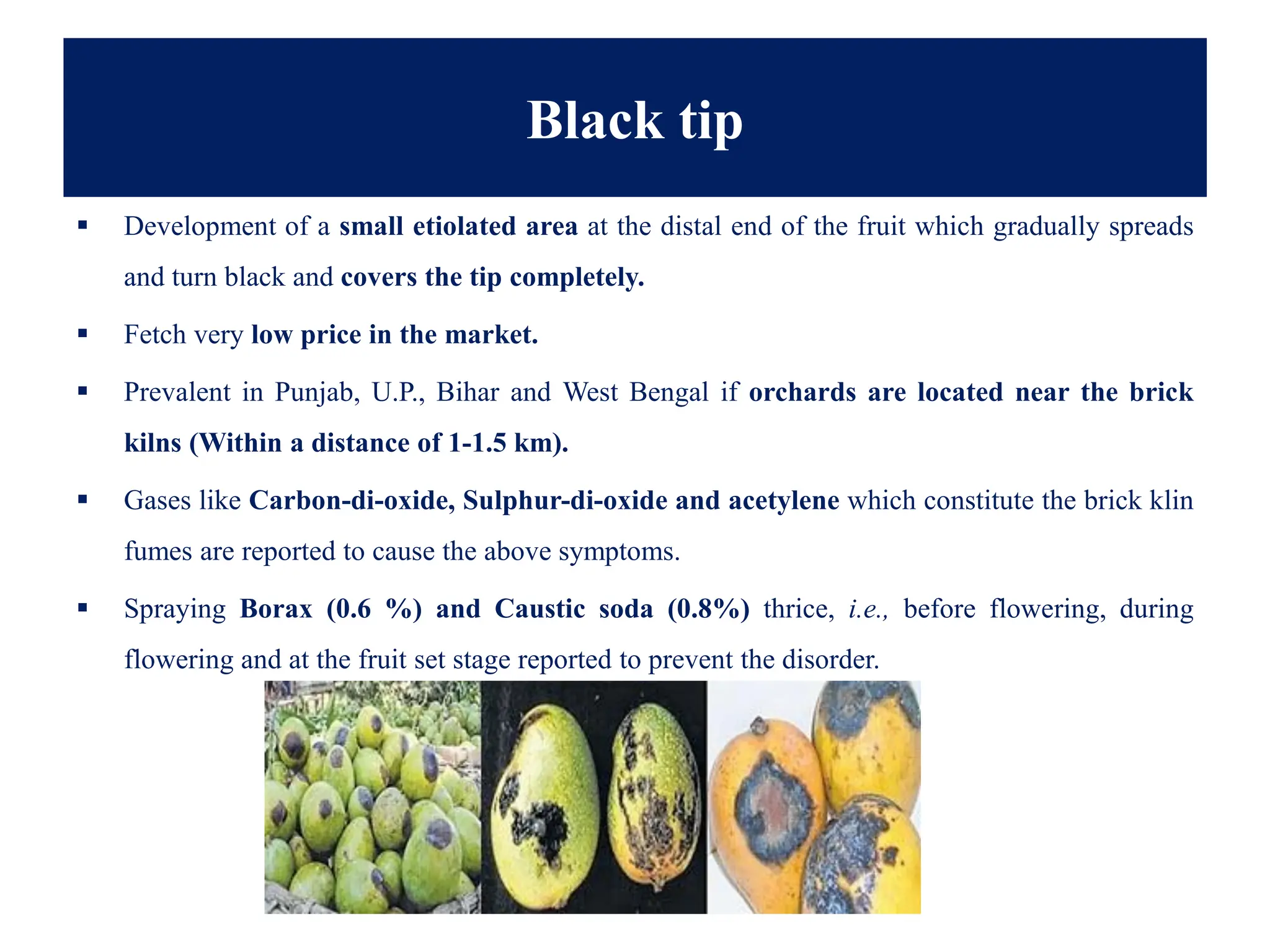 Black tip
▪ Development of a small etiolated area at the distal end of the fruit which gradually spreads
and turn black and covers the tip completely.
▪ Fetch very low price in the market.
▪ Prevalent in Punjab, U.P., Bihar and West Bengal if orchards are located near the brick
kilns (Within a distance of 1-1.5 km).
▪ Gases like Carbon-di-oxide, Sulphur-di-oxide and acetylene which constitute the brick klin
fumes are reported to cause the above symptoms.
▪ Spraying Borax (0.6 %) and Caustic soda (0.8%) thrice, i.e., before flowering, during
flowering and at the fruit set stage reported to prevent the disorder.
 