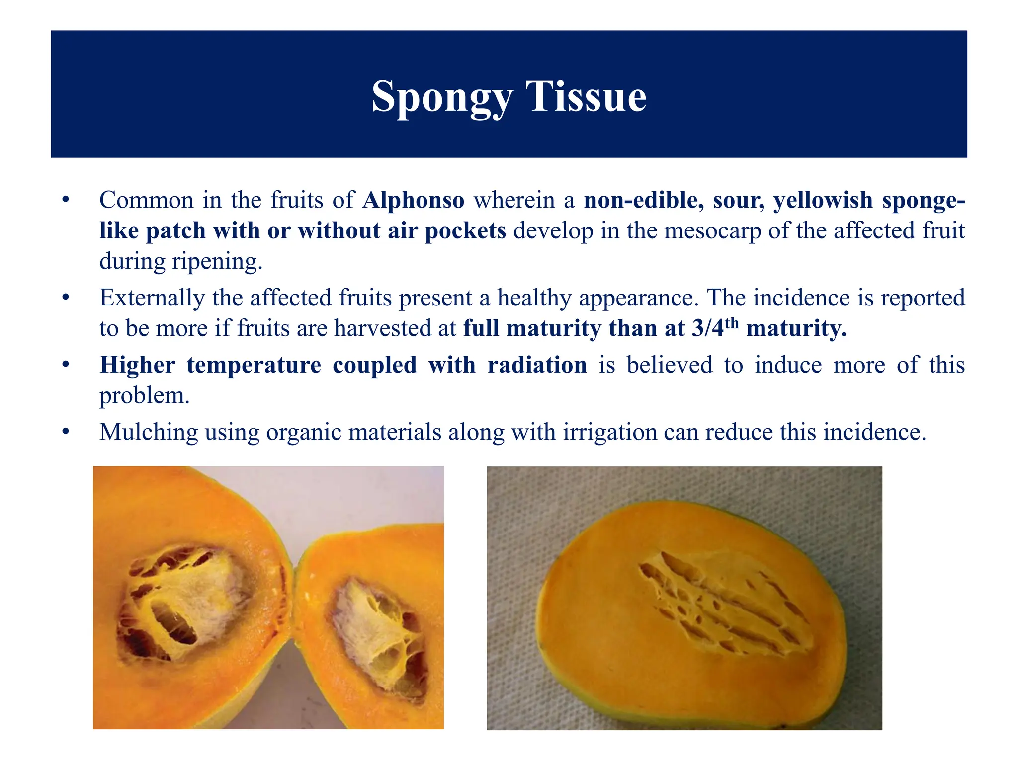 Spongy Tissue
• Common in the fruits of Alphonso wherein a non-edible, sour, yellowish sponge-
like patch with or without air pockets develop in the mesocarp of the affected fruit
during ripening.
• Externally the affected fruits present a healthy appearance. The incidence is reported
to be more if fruits are harvested at full maturity than at 3/4th maturity.
• Higher temperature coupled with radiation is believed to induce more of this
problem.
• Mulching using organic materials along with irrigation can reduce this incidence.
 