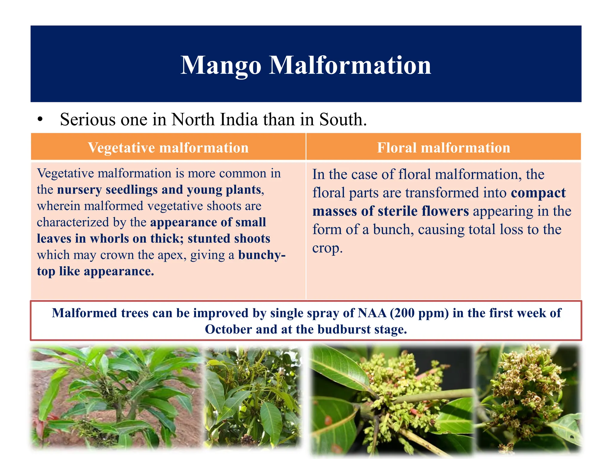 Mango Malformation
• Serious one in North India than in South.
Vegetative malformation Floral malformation
Vegetative malformation is more common in
the nursery seedlings and young plants,
wherein malformed vegetative shoots are
characterized by the appearance of small
leaves in whorls on thick; stunted shoots
which may crown the apex, giving a bunchy-
top like appearance.
In the case of floral malformation, the
floral parts are transformed into compact
masses of sterile flowers appearing in the
form of a bunch, causing total loss to the
crop.
Malformed trees can be improved by single spray of NAA (200 ppm) in the first week of
October and at the budburst stage.
 