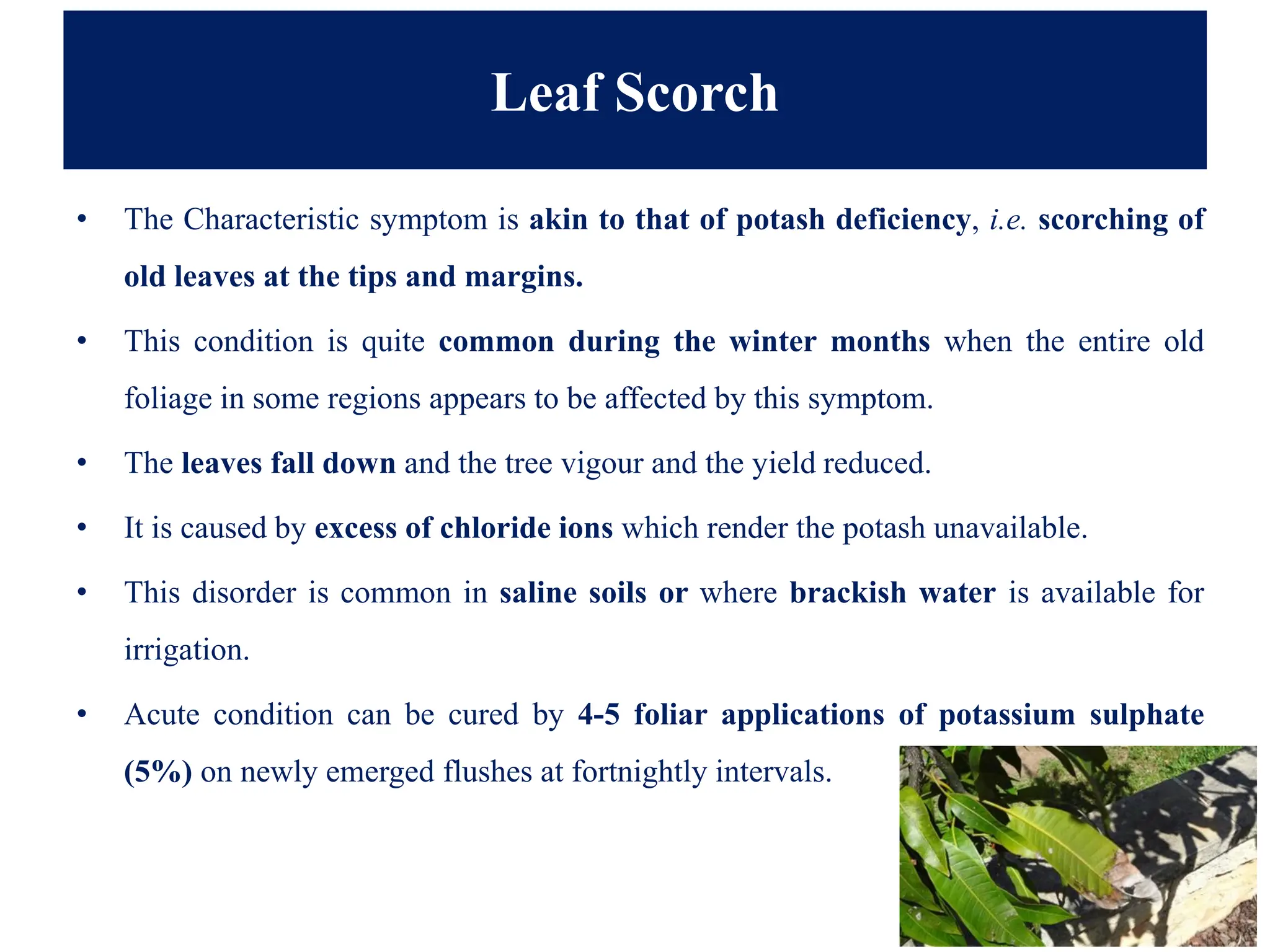 Leaf Scorch
• The Characteristic symptom is akin to that of potash deficiency, i.e. scorching of
old leaves at the tips and margins.
• This condition is quite common during the winter months when the entire old
foliage in some regions appears to be affected by this symptom.
• The leaves fall down and the tree vigour and the yield reduced.
• It is caused by excess of chloride ions which render the potash unavailable.
• This disorder is common in saline soils or where brackish water is available for
irrigation.
• Acute condition can be cured by 4-5 foliar applications of potassium sulphate
(5%) on newly emerged flushes at fortnightly intervals.
 