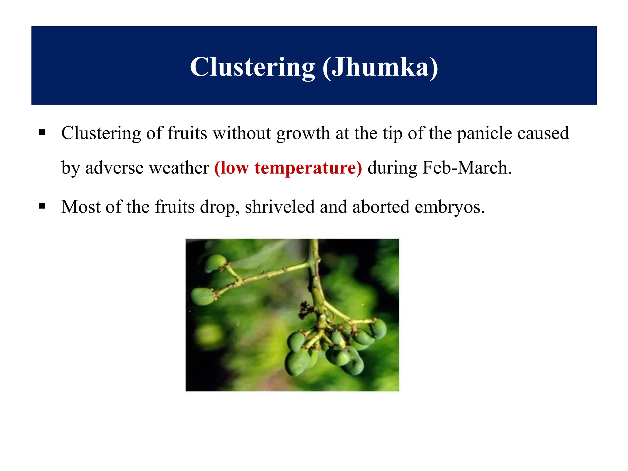 Clustering (Jhumka)
▪ Clustering of fruits without growth at the tip of the panicle caused
by adverse weather (low temperature) during Feb-March.
▪ Most of the fruits drop, shriveled and aborted embryos.
 