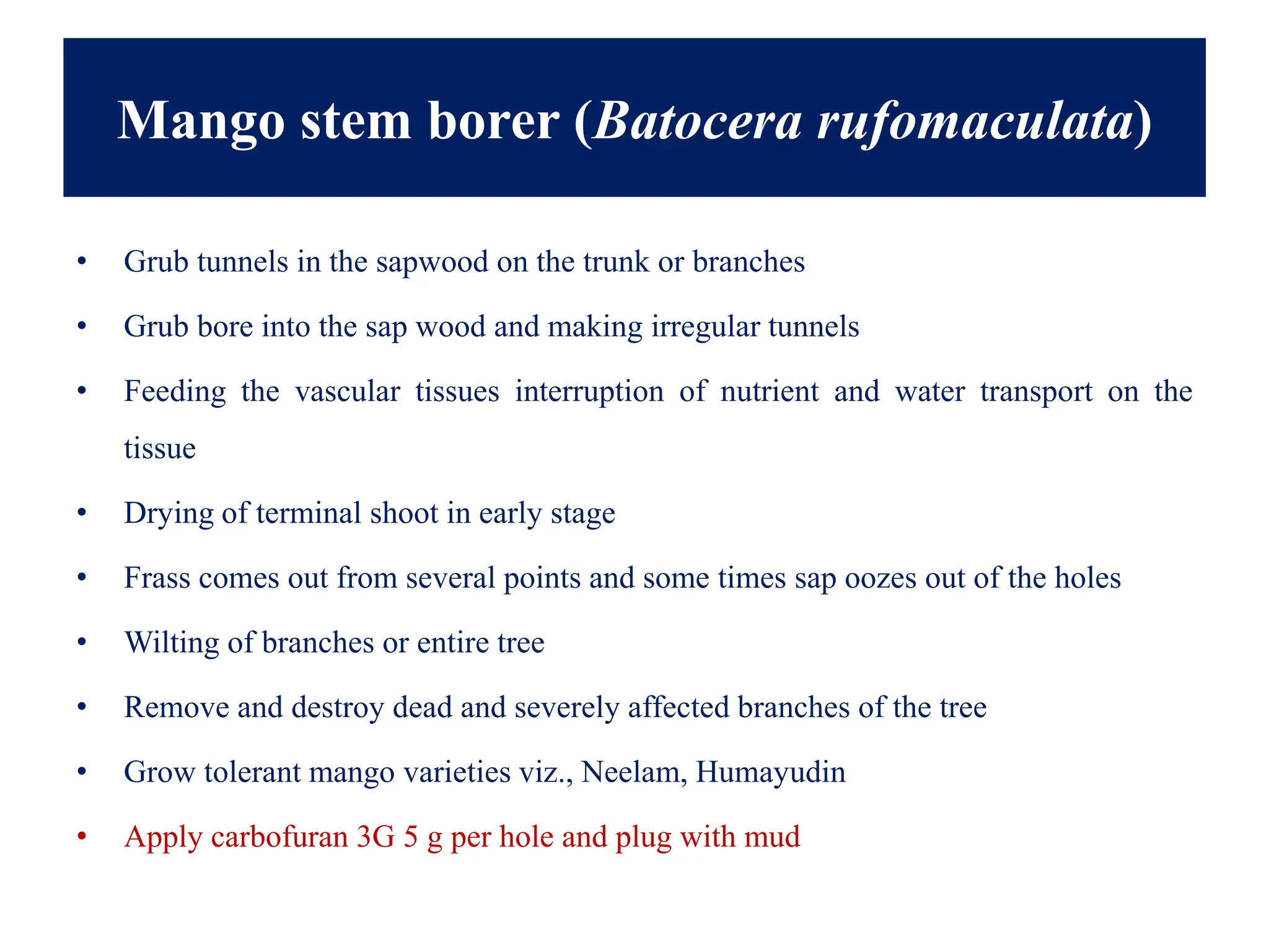 • Grub tunnels in the sapwood on the trunk or branches
• Grub bore into the sap wood and making irregular tunnels
• Feeding the vascular tissues interruption of nutrient and water transport on the
tissue
• Drying of terminal shoot in early stage
• Frass comes out from several points and some times sap oozes out of the holes
• Wilting of branches or entire tree
• Remove and destroy dead and severely affected branches of the tree
• Grow tolerant mango varieties viz., Neelam, Humayudin
• Apply carbofuran 3G 5 g per hole and plug with mud
Mango stem borer (Batocera rufomaculata)
 