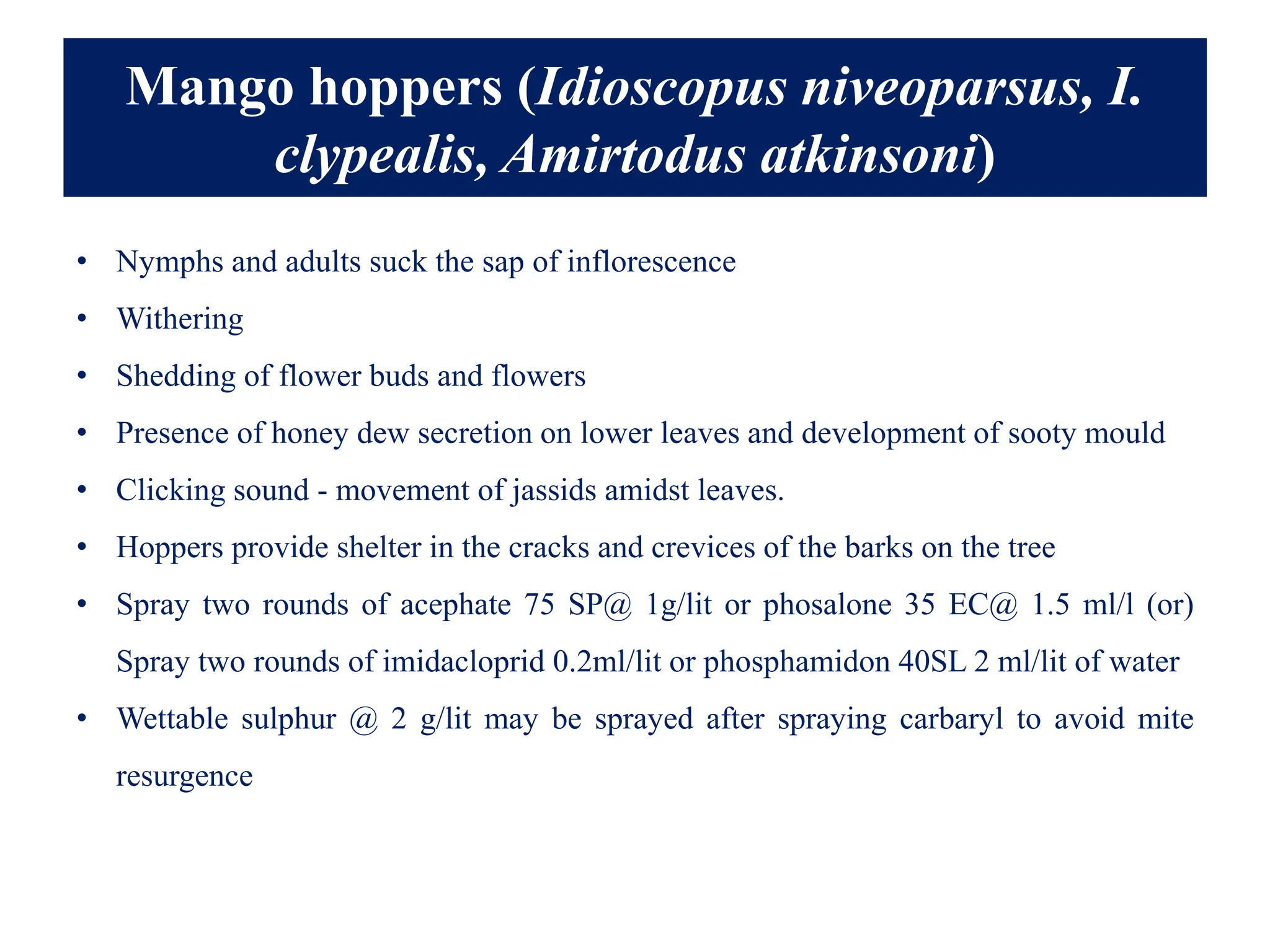 Mango hoppers (Idioscopus niveoparsus, I.
clypealis, Amirtodus atkinsoni)
• Nymphs and adults suck the sap of inflorescence
• Withering
• Shedding of flower buds and flowers
• Presence of honey dew secretion on lower leaves and development of sooty mould
• Clicking sound - movement of jassids amidst leaves.
• Hoppers provide shelter in the cracks and crevices of the barks on the tree
• Spray two rounds of acephate 75 SP@ 1g/lit or phosalone 35 EC@ 1.5 ml/l (or)
Spray two rounds of imidacloprid 0.2ml/lit or phosphamidon 40SL 2 ml/lit of water
• Wettable sulphur @ 2 g/lit may be sprayed after spraying carbaryl to avoid mite
resurgence
 