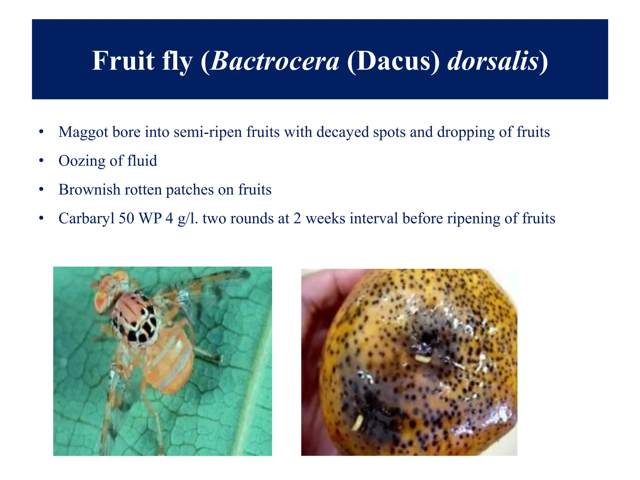 Fruit fly (Bactrocera (Dacus) dorsalis)
• Maggot bore into semi-ripen fruits with decayed spots and dropping of fruits
• Oozing of fluid
• Brownish rotten patches on fruits
• Carbaryl 50 WP 4 g/l. two rounds at 2 weeks interval before ripening of fruits
 