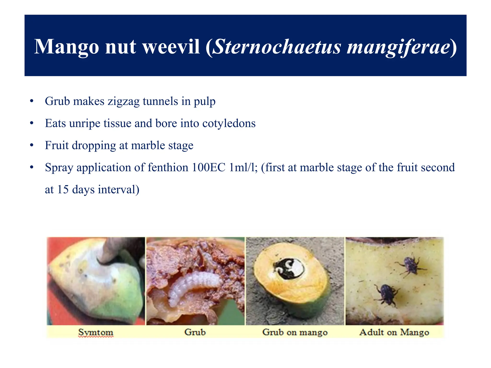 Mango nut weevil (Sternochaetus mangiferae)
• Grub makes zigzag tunnels in pulp
• Eats unripe tissue and bore into cotyledons
• Fruit dropping at marble stage
• Spray application of fenthion 100EC 1ml/l; (first at marble stage of the fruit second
at 15 days interval)
 