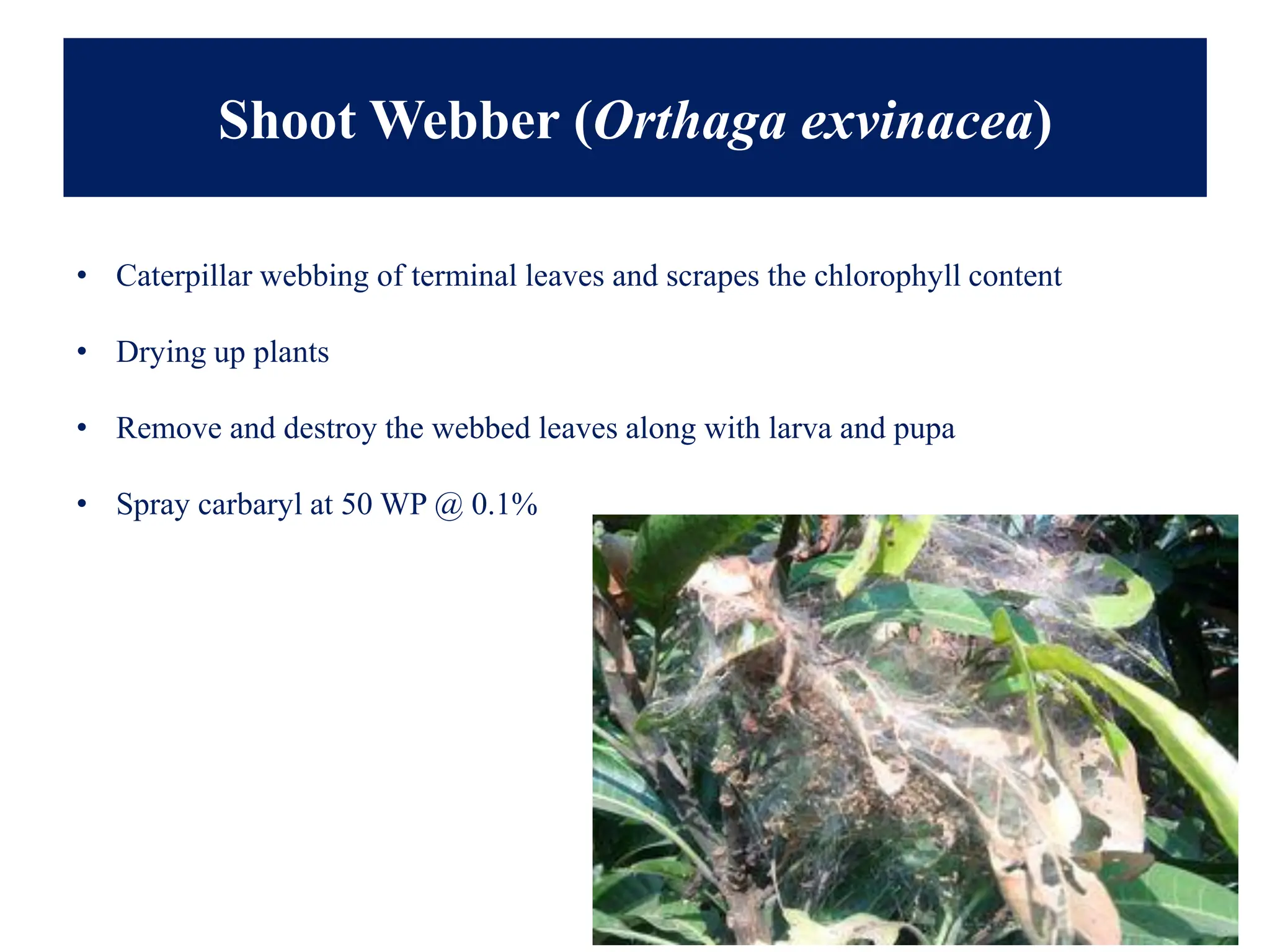 Shoot Webber (Orthaga exvinacea)
• Caterpillar webbing of terminal leaves and scrapes the chlorophyll content
• Drying up plants
• Remove and destroy the webbed leaves along with larva and pupa
• Spray carbaryl at 50 WP @ 0.1%
 