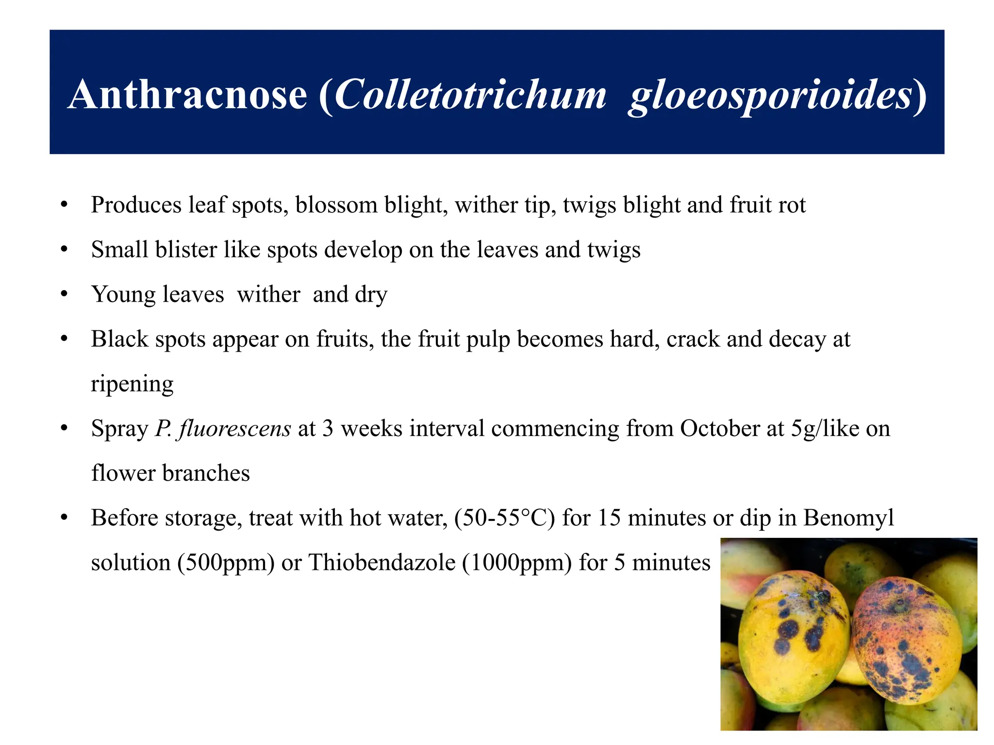 Anthracnose (Colletotrichum gloeosporioides)
• Produces leaf spots, blossom blight, wither tip, twigs blight and fruit rot
• Small blister like spots develop on the leaves and twigs
• Young leaves wither and dry
• Black spots appear on fruits, the fruit pulp becomes hard, crack and decay at
ripening
• Spray P. fluorescens at 3 weeks interval commencing from October at 5g/like on
flower branches
• Before storage, treat with hot water, (50-55°C) for 15 minutes or dip in Benomyl
solution (500ppm) or Thiobendazole (1000ppm) for 5 minutes
 