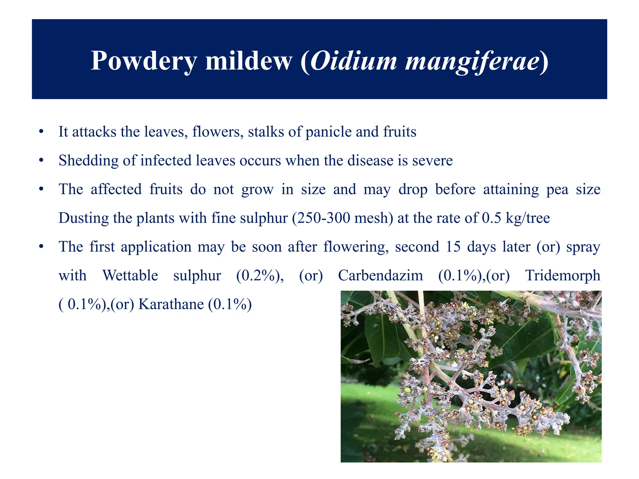 Powdery mildew (Oidium mangiferae)
• It attacks the leaves, flowers, stalks of panicle and fruits
• Shedding of infected leaves occurs when the disease is severe
• The affected fruits do not grow in size and may drop before attaining pea size
Dusting the plants with fine sulphur (250-300 mesh) at the rate of 0.5 kg/tree
• The first application may be soon after flowering, second 15 days later (or) spray
with Wettable sulphur (0.2%), (or) Carbendazim (0.1%),(or) Tridemorph
( 0.1%),(or) Karathane (0.1%)
 