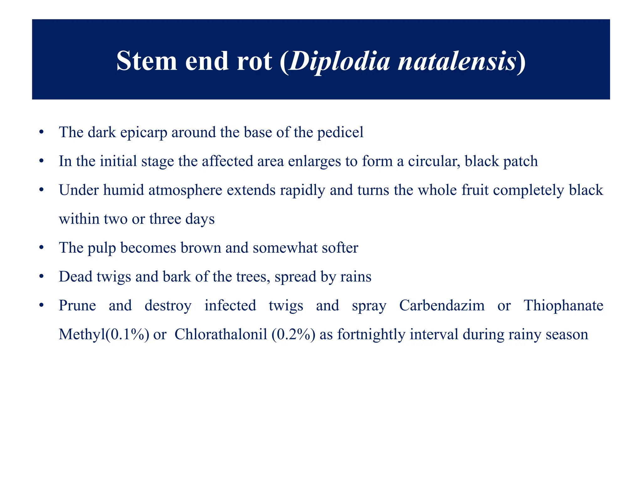 Stem end rot (Diplodia natalensis)
• The dark epicarp around the base of the pedicel
• In the initial stage the affected area enlarges to form a circular, black patch
• Under humid atmosphere extends rapidly and turns the whole fruit completely black
within two or three days
• The pulp becomes brown and somewhat softer
• Dead twigs and bark of the trees, spread by rains
• Prune and destroy infected twigs and spray Carbendazim or Thiophanate
Methyl(0.1%) or Chlorathalonil (0.2%) as fortnightly interval during rainy season
 