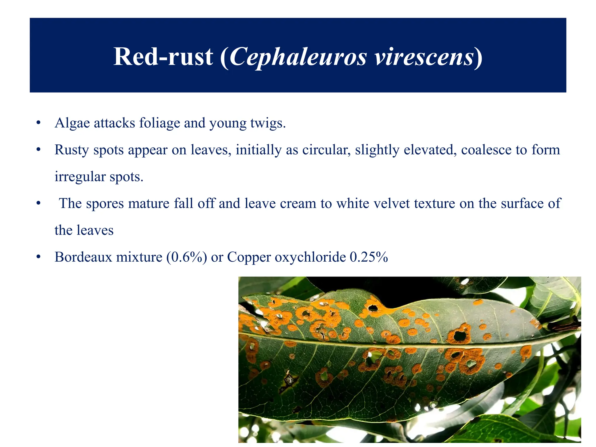 Red-rust (Cephaleuros virescens)
• Algae attacks foliage and young twigs.
• Rusty spots appear on leaves, initially as circular, slightly elevated, coalesce to form
irregular spots.
• The spores mature fall off and leave cream to white velvet texture on the surface of
the leaves
• Bordeaux mixture (0.6%) or Copper oxychloride 0.25%
 