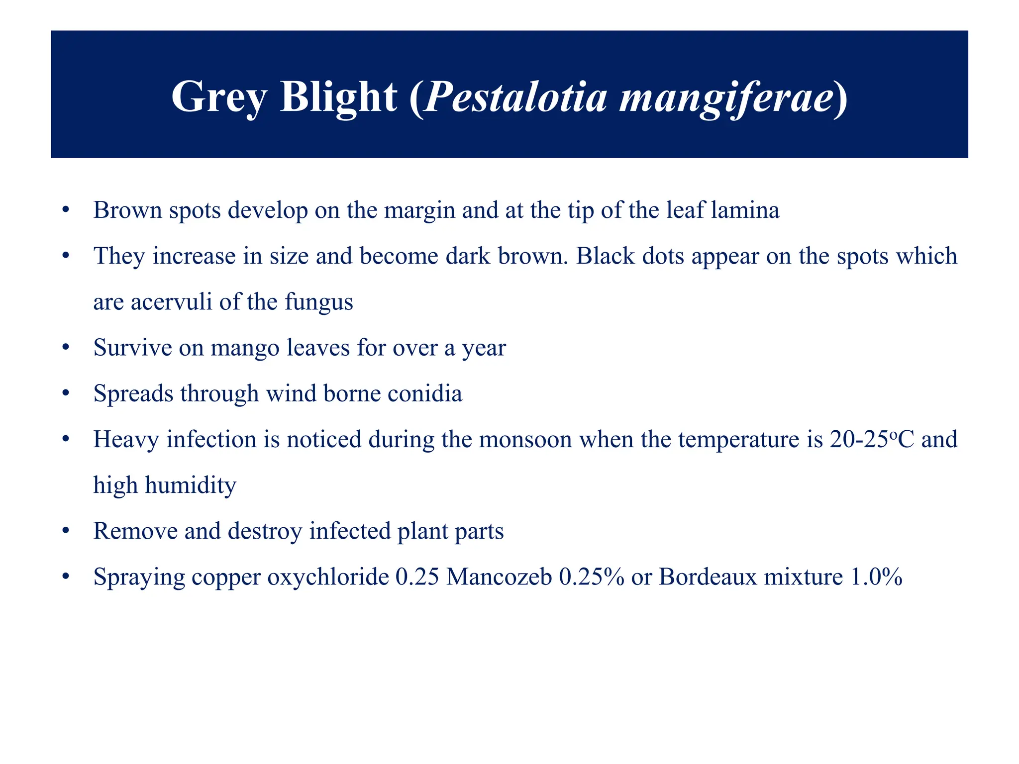 Grey Blight (Pestalotia mangiferae)
• Brown spots develop on the margin and at the tip of the leaf lamina
• They increase in size and become dark brown. Black dots appear on the spots which
are acervuli of the fungus
• Survive on mango leaves for over a year
• Spreads through wind borne conidia
• Heavy infection is noticed during the monsoon when the temperature is 20-25oC and
high humidity
• Remove and destroy infected plant parts
• Spraying copper oxychloride 0.25 Mancozeb 0.25% or Bordeaux mixture 1.0%
 