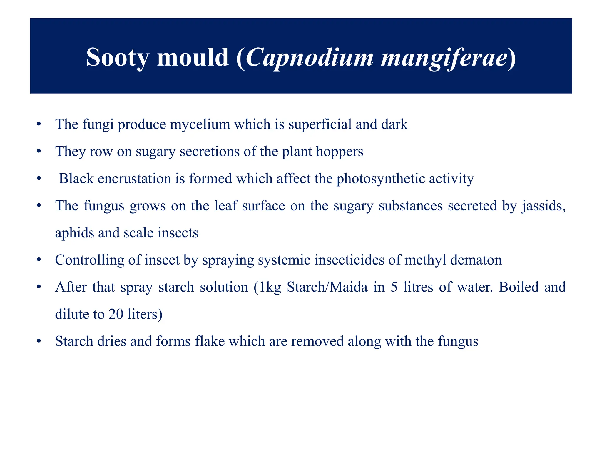 Sooty mould (Capnodium mangiferae)
• The fungi produce mycelium which is superficial and dark
• They row on sugary secretions of the plant hoppers
• Black encrustation is formed which affect the photosynthetic activity
• The fungus grows on the leaf surface on the sugary substances secreted by jassids,
aphids and scale insects
• Controlling of insect by spraying systemic insecticides of methyl dematon
• After that spray starch solution (1kg Starch/Maida in 5 litres of water. Boiled and
dilute to 20 liters)
• Starch dries and forms flake which are removed along with the fungus
 