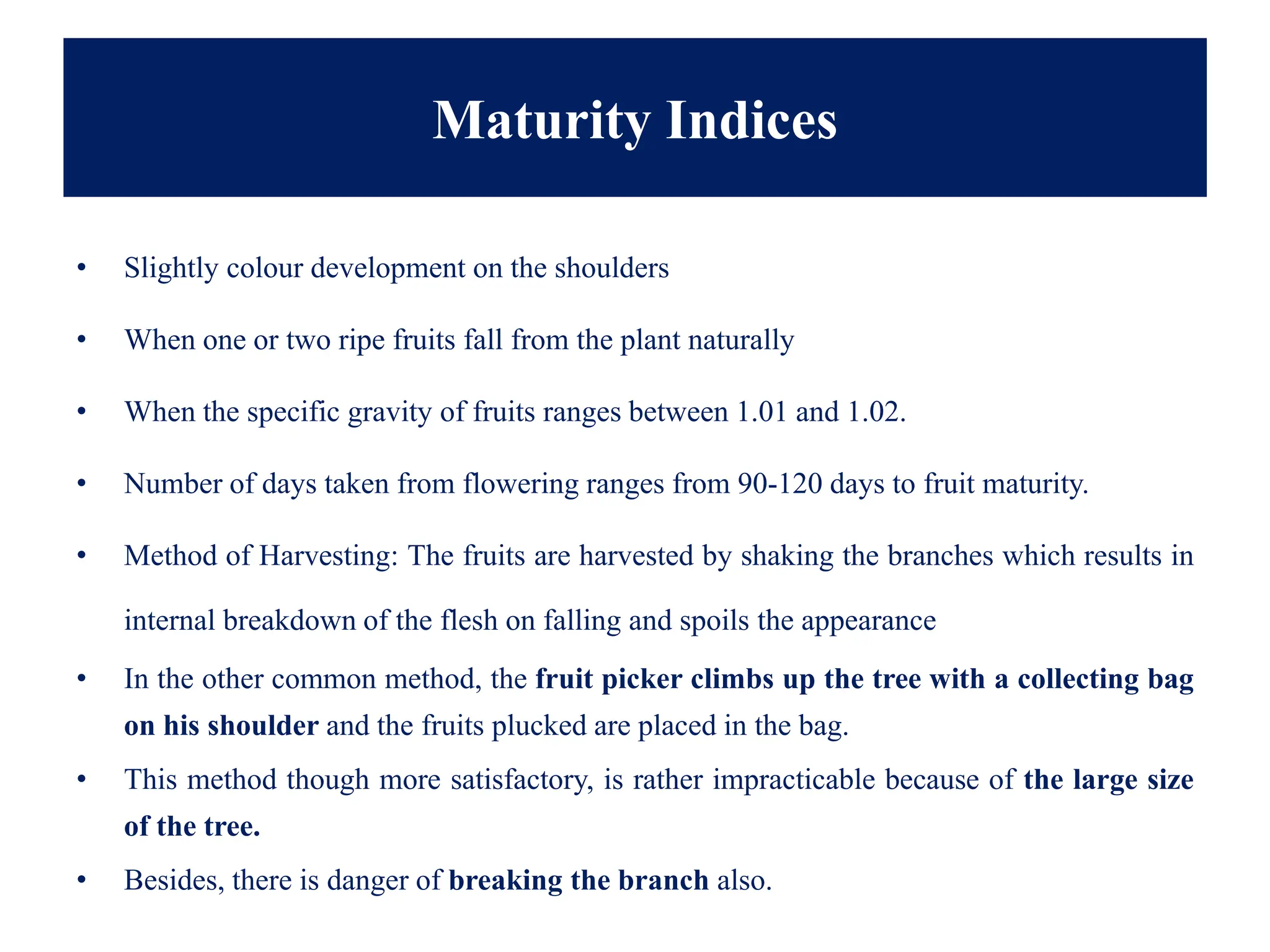 Maturity Indices
• Slightly colour development on the shoulders
• When one or two ripe fruits fall from the plant naturally
• When the specific gravity of fruits ranges between 1.01 and 1.02.
• Number of days taken from flowering ranges from 90-120 days to fruit maturity.
• Method of Harvesting: The fruits are harvested by shaking the branches which results in
internal breakdown of the flesh on falling and spoils the appearance
• In the other common method, the fruit picker climbs up the tree with a collecting bag
on his shoulder and the fruits plucked are placed in the bag.
• This method though more satisfactory, is rather impracticable because of the large size
of the tree.
• Besides, there is danger of breaking the branch also.
 