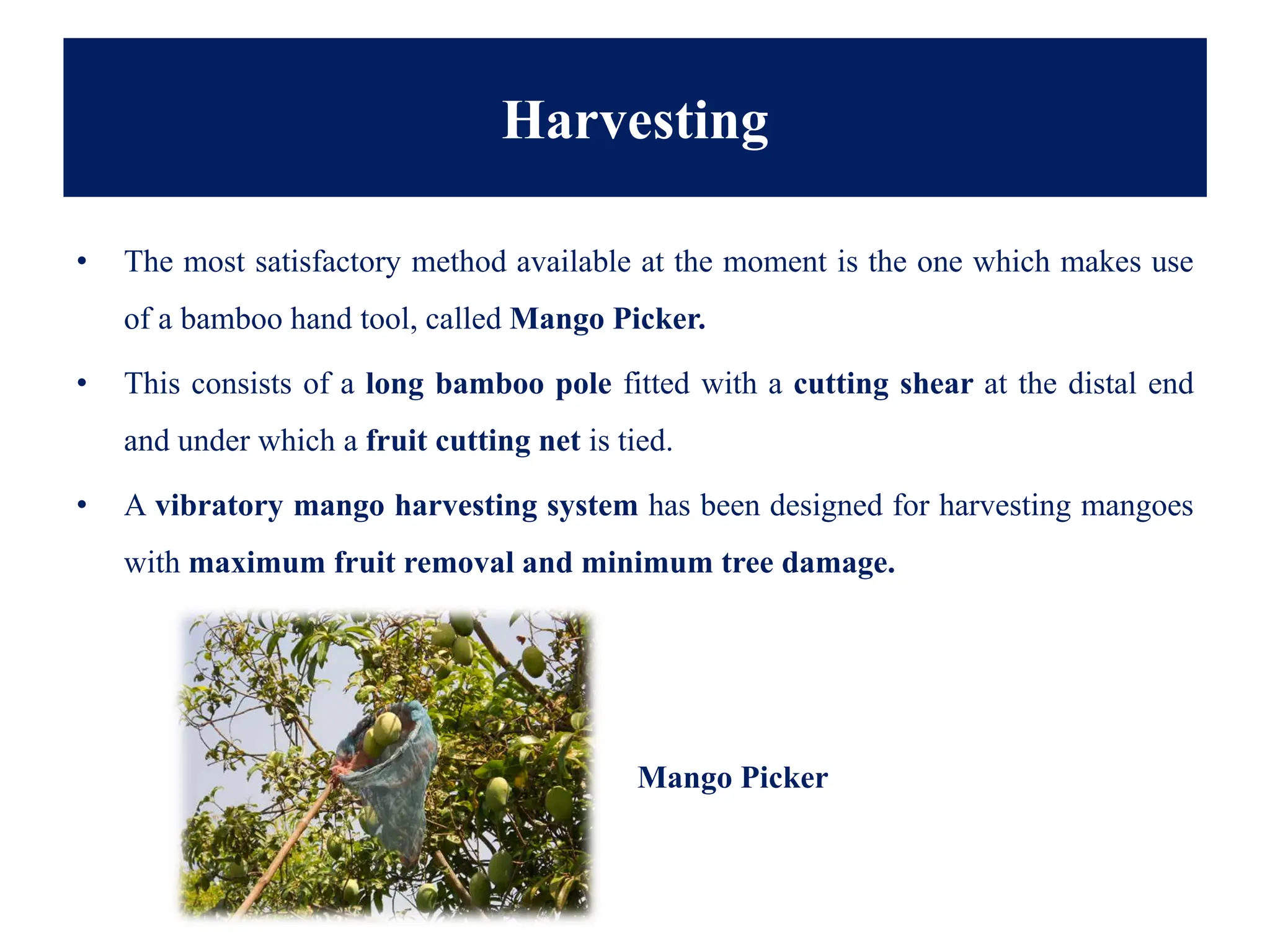• The most satisfactory method available at the moment is the one which makes use
of a bamboo hand tool, called Mango Picker.
• This consists of a long bamboo pole fitted with a cutting shear at the distal end
and under which a fruit cutting net is tied.
• A vibratory mango harvesting system has been designed for harvesting mangoes
with maximum fruit removal and minimum tree damage.
Harvesting
Mango Picker
 