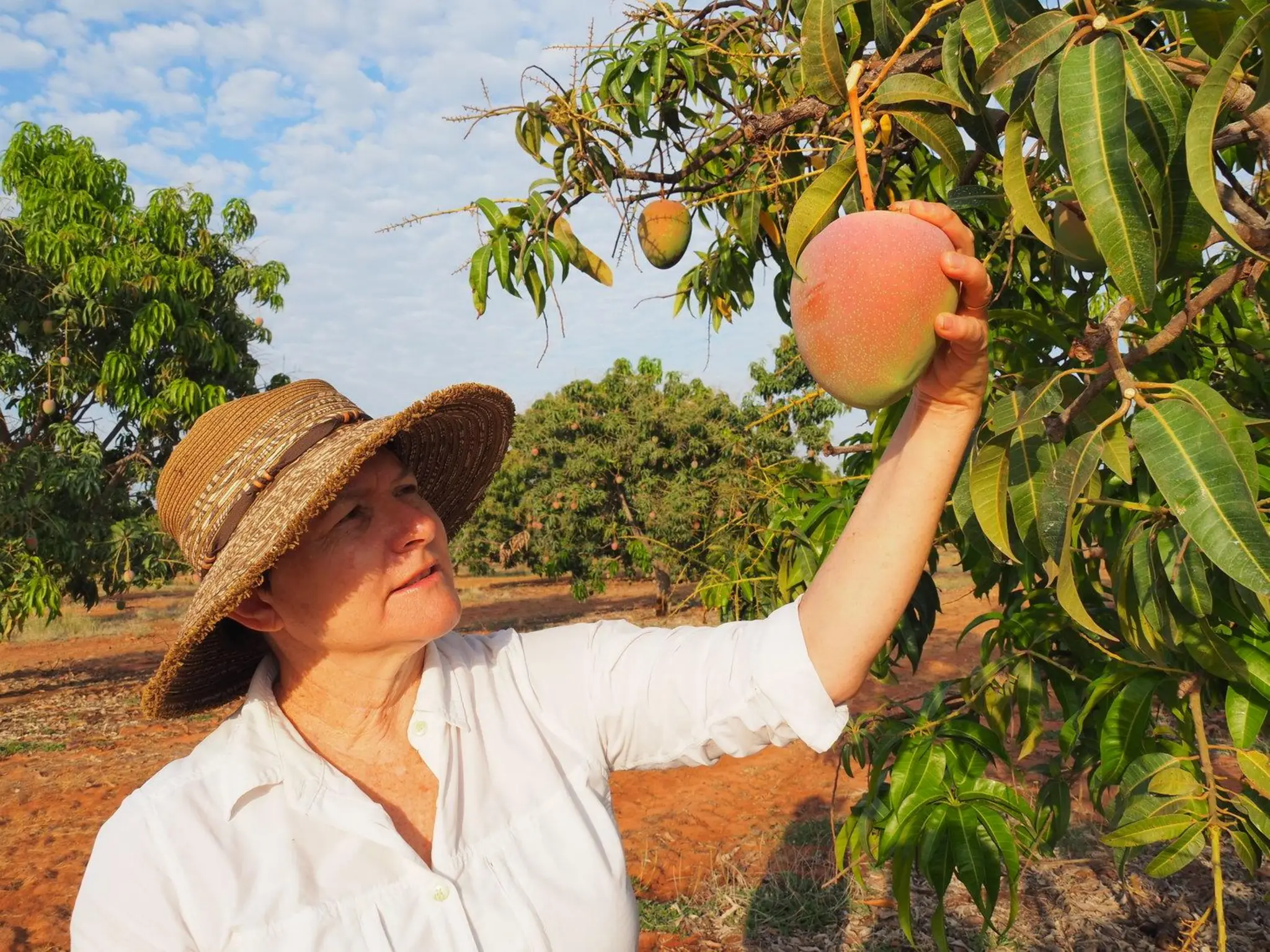 Advances in Production Technology of  Mango.pdf
