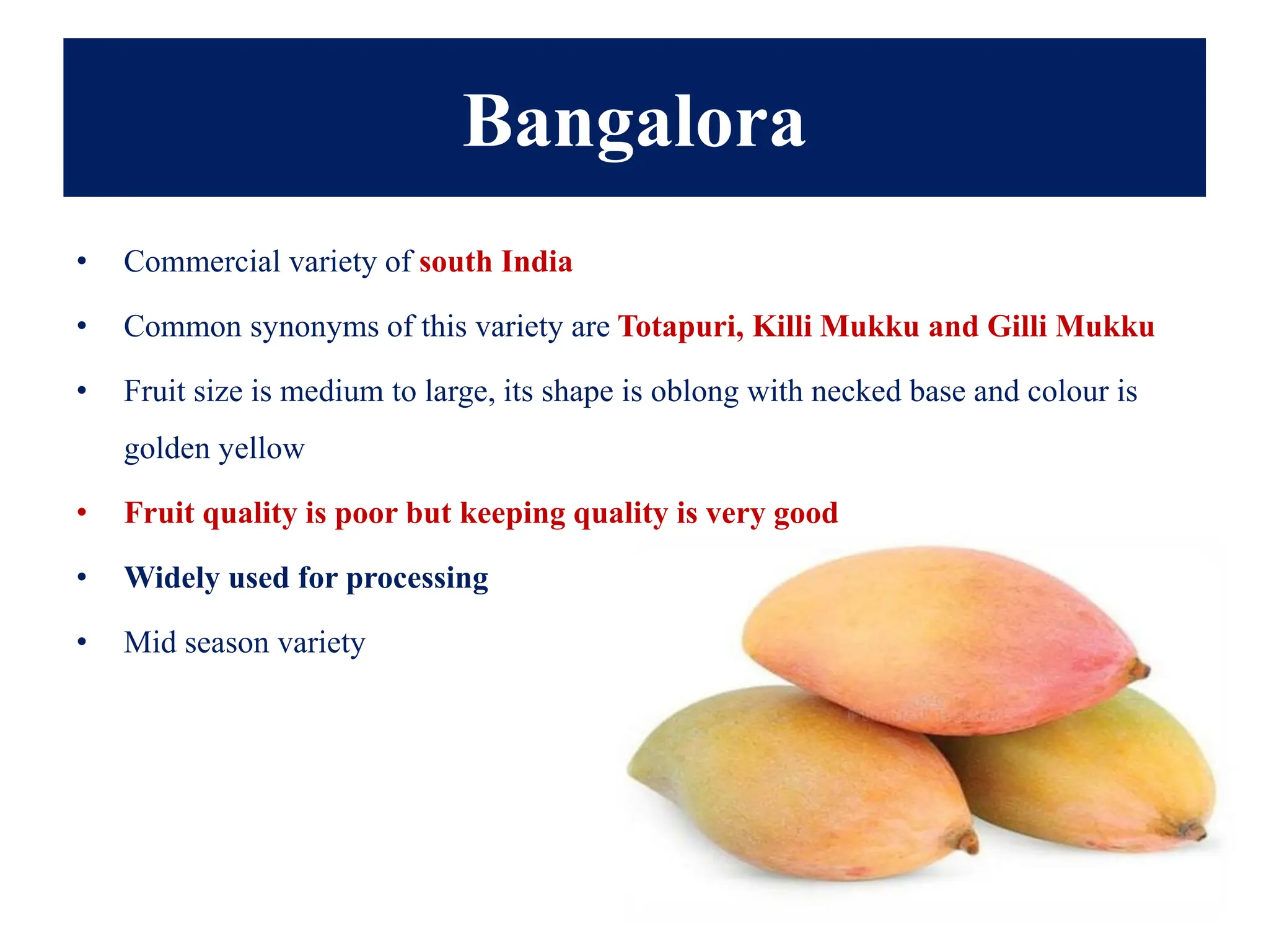 Bangalora
• Commercial variety of south India
• Common synonyms of this variety are Totapuri, Killi Mukku and Gilli Mukku
• Fruit size is medium to large, its shape is oblong with necked base and colour is
golden yellow
• Fruit quality is poor but keeping quality is very good
• Widely used for processing
• Mid season variety
 