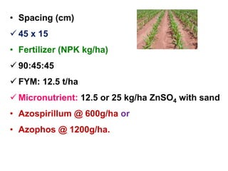 • Spacing (cm)
 45 x 15
• Fertilizer (NPK kg/ha)
 90:45:45
 FYM: 12.5 t/ha
 Micronutrient: 12.5 or 25 kg/ha ZnSO4 with sand
• Azospirillum @ 600g/ha or
• Azophos @ 1200g/ha.
 